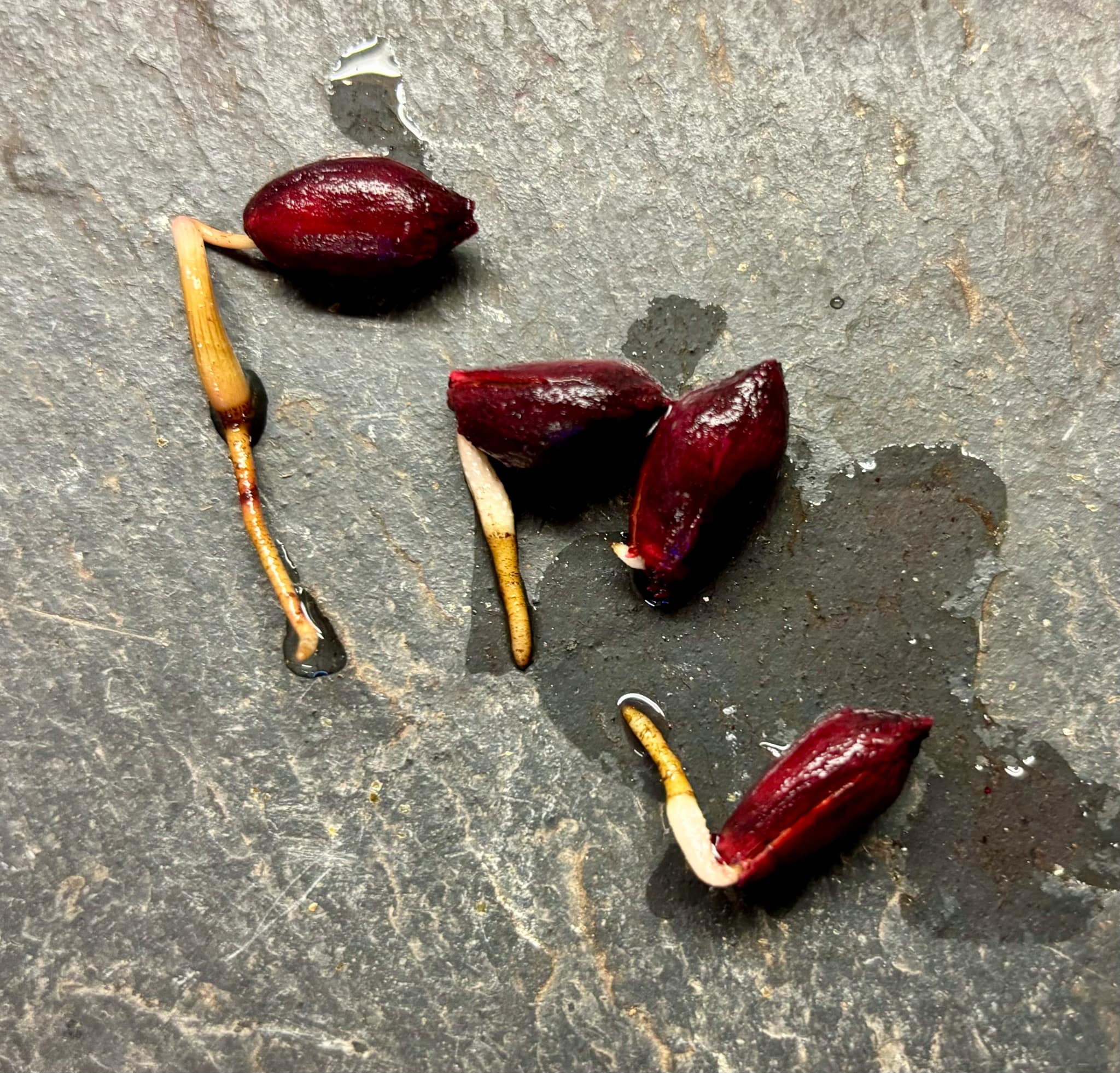 Duguetia marcgraviana  - 1 germinated seed / 1 gekeimter Samen