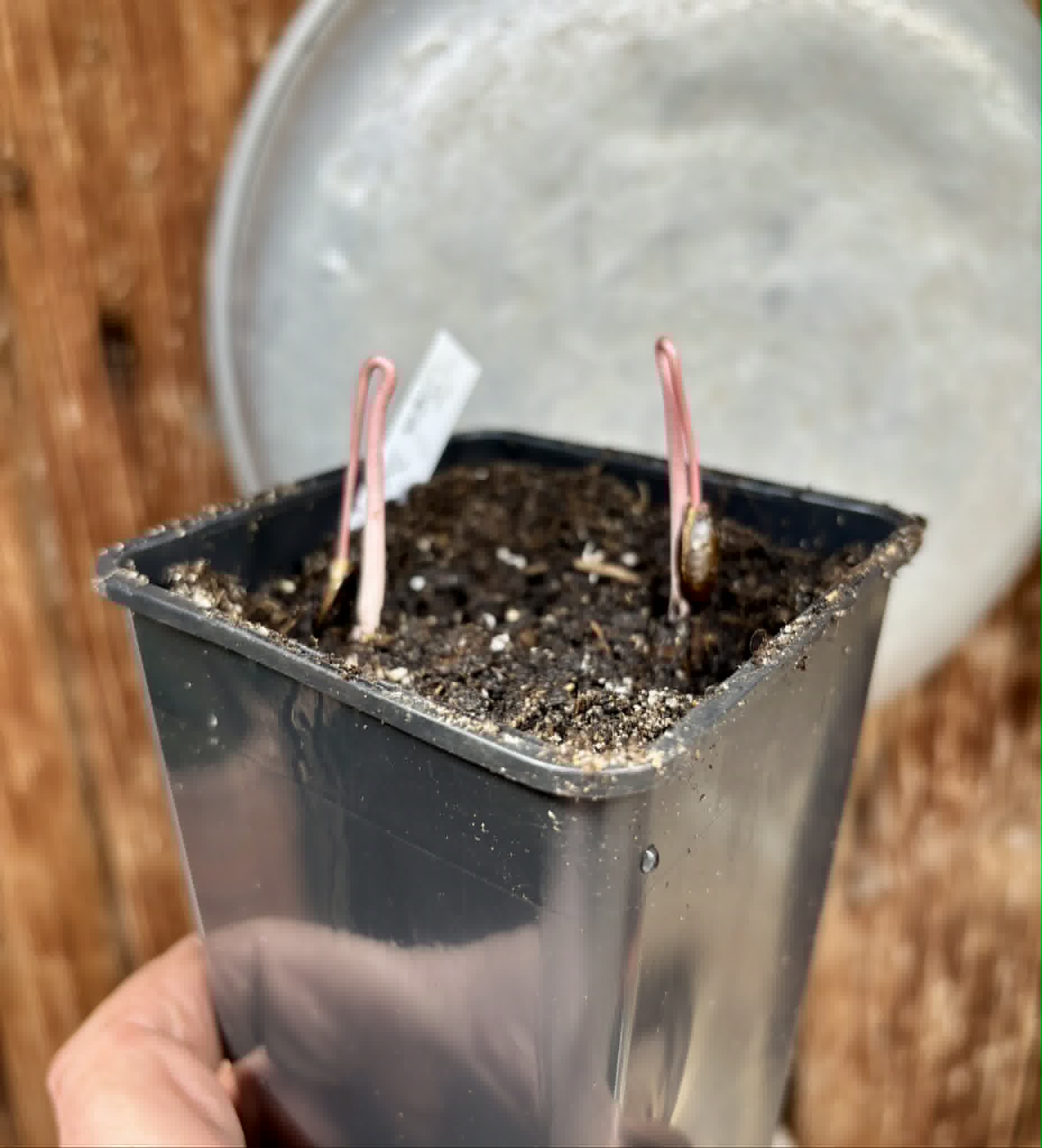 2 in 1 pot - Annona reticulata var San Pablo - 2 potted seedlings in 1 pot / 2 getopfte Sämlinge in einem Topf 