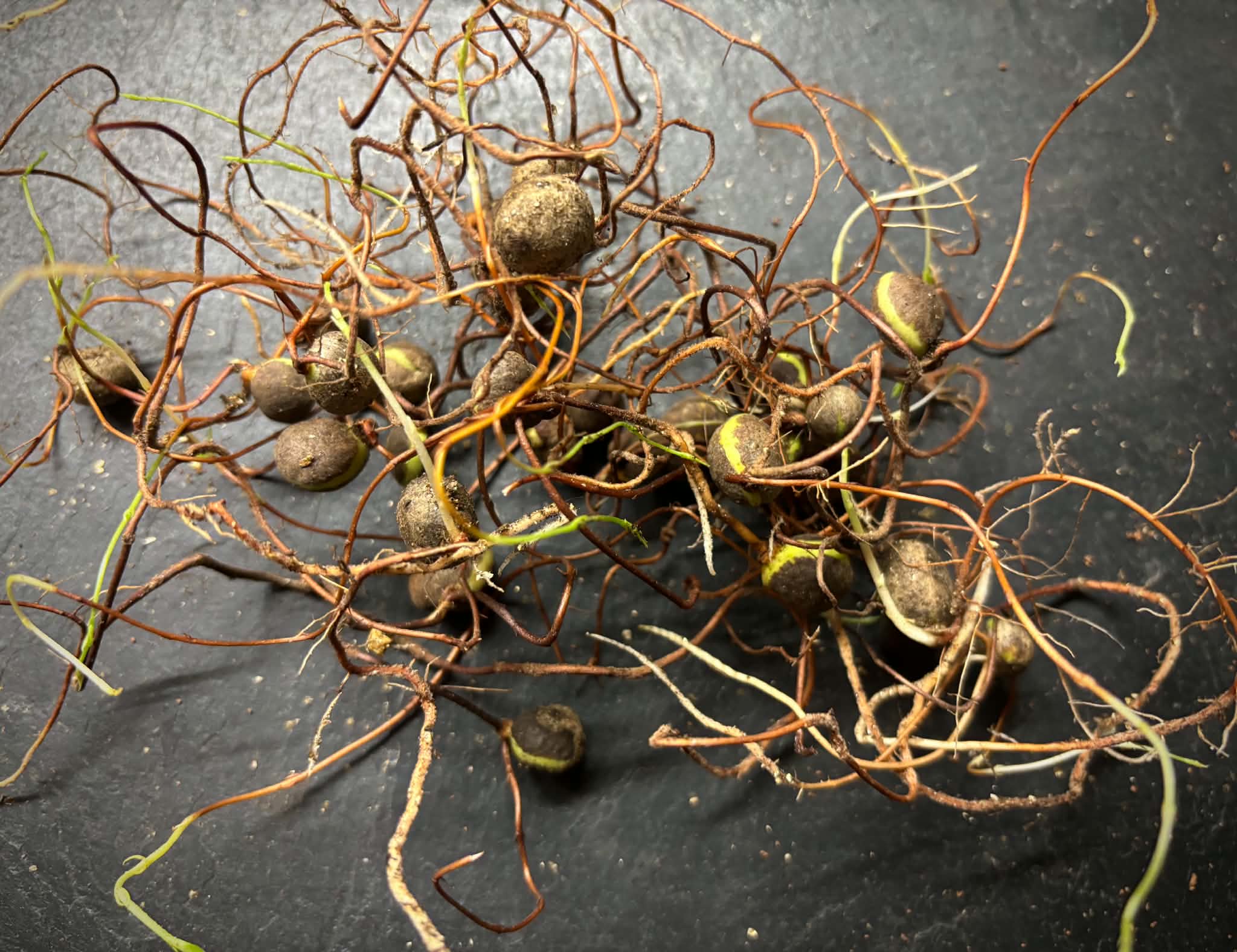 10 germinated seeds - Eugenia pitanga  - 10 germinated seeds / 10 gekeimte Samen
