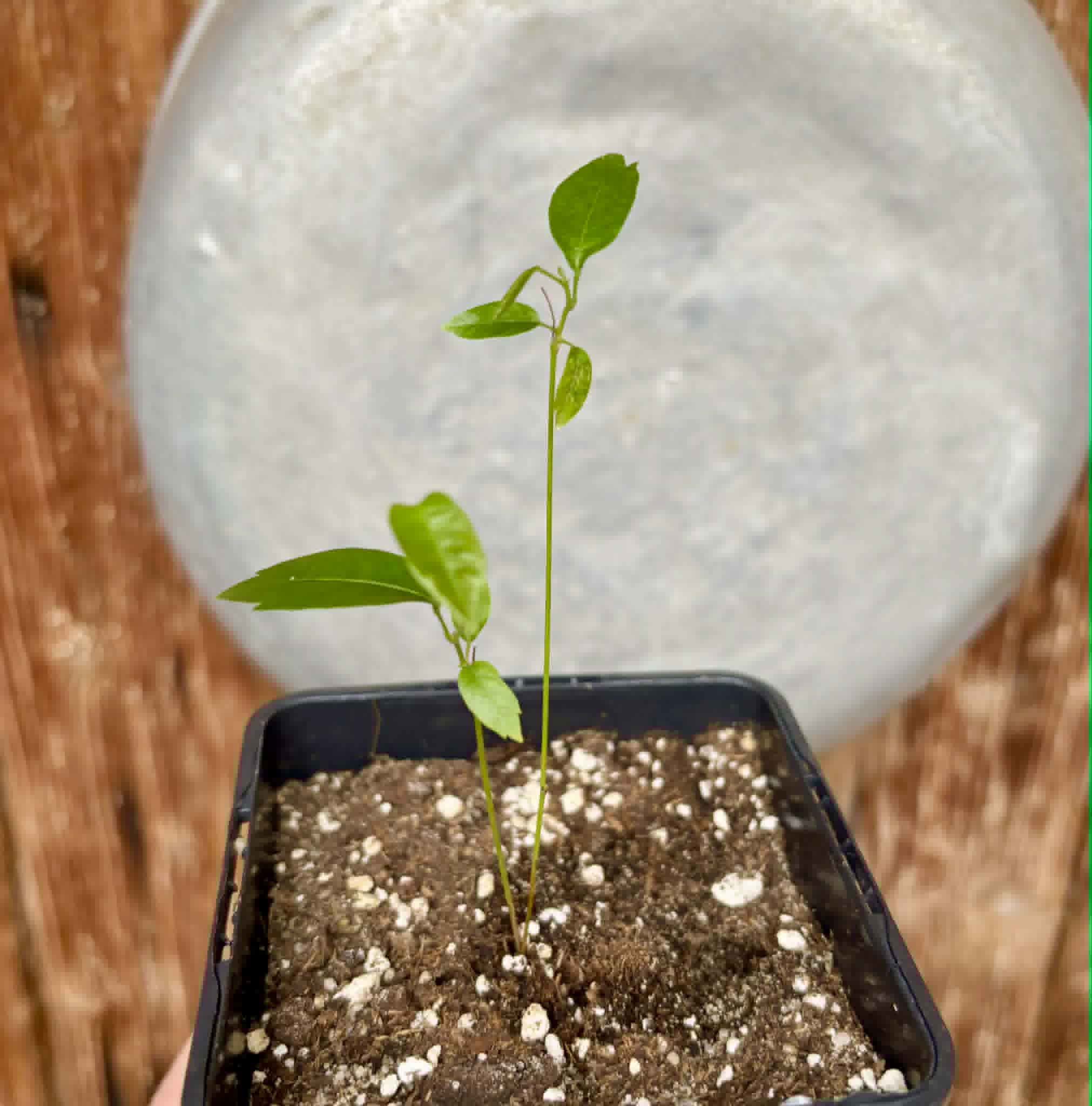 Guaraná (Paullinia cupana) - 1 small potted seedling / 1 kleiner, getopfter Sämling