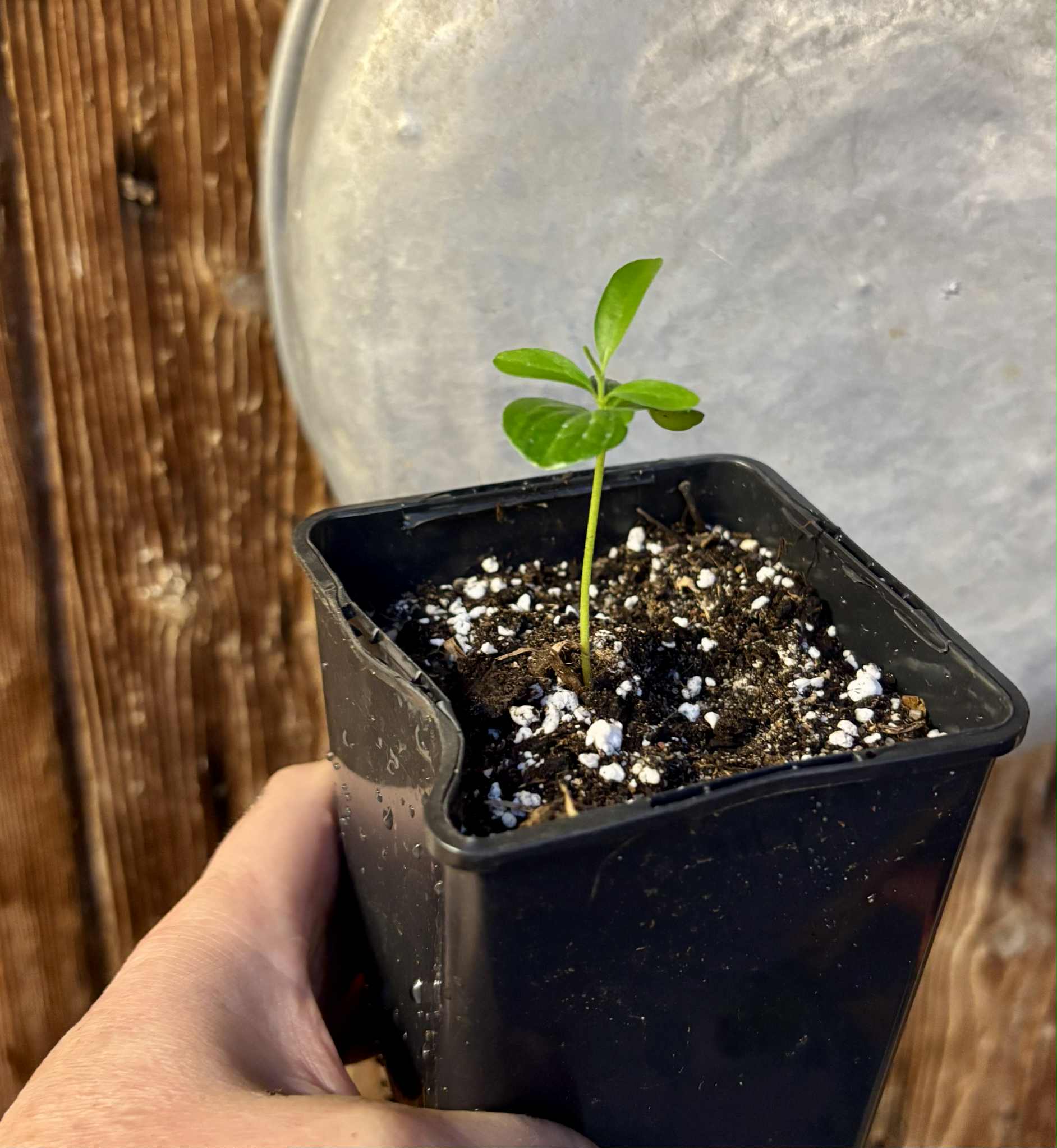 Kei Apple (Dovyalis caffra) - 1 potted plant / 1 getopfte Pflanze