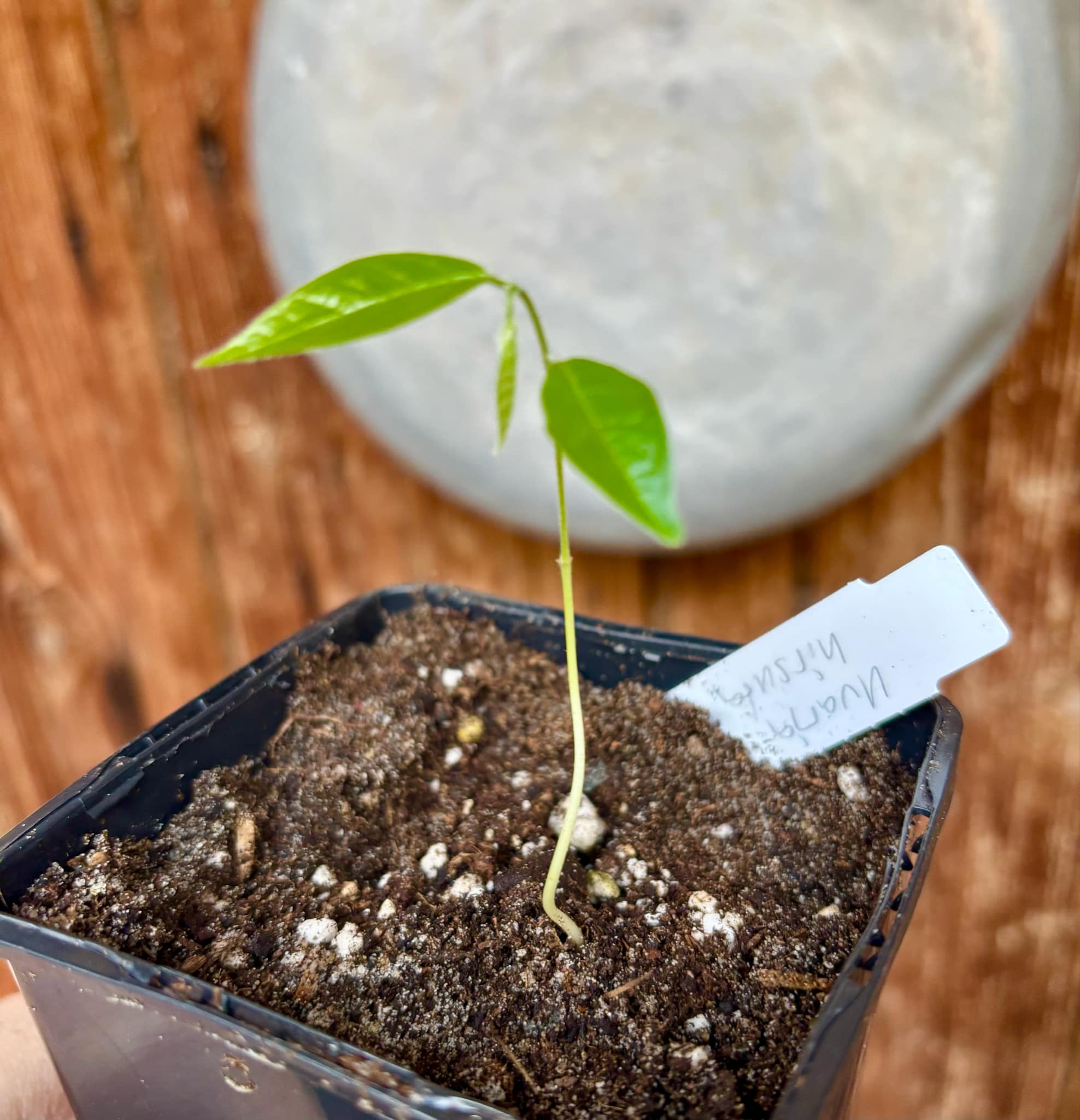 Uvaria hirsuta -  1 small potted seedling / 1 kleiner, getopfter Sämling