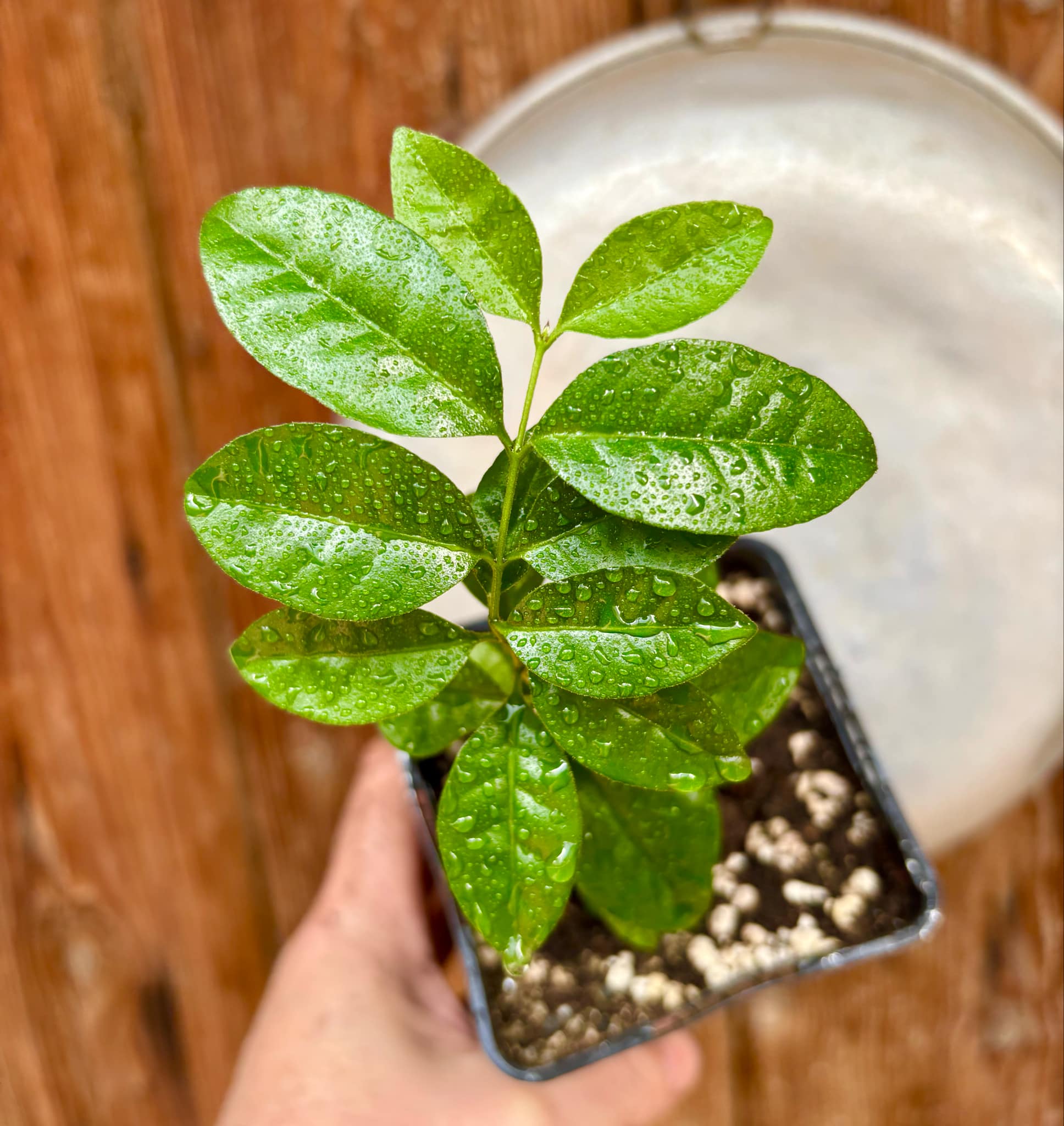 Purple Forest Guave - Psidium myrtoides  - 1 small potted seedling / 1 kleiner, getopfter Sämling