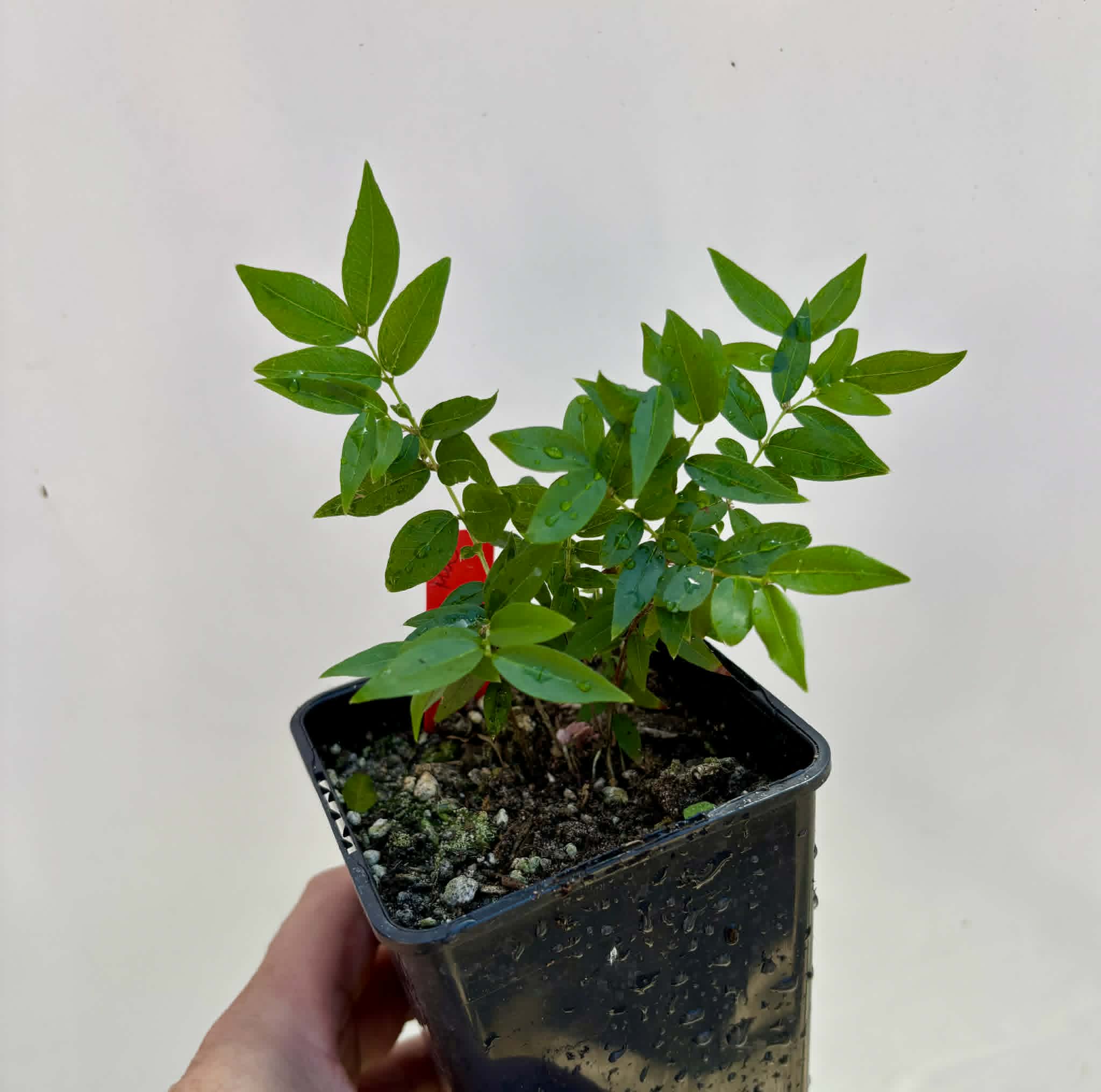 6 in 1 pot - Jaboticaba - Plinia sp Pingo de Mel (Vilela A3) -  6 potted seedlings / 6  getopfte Sämlinge