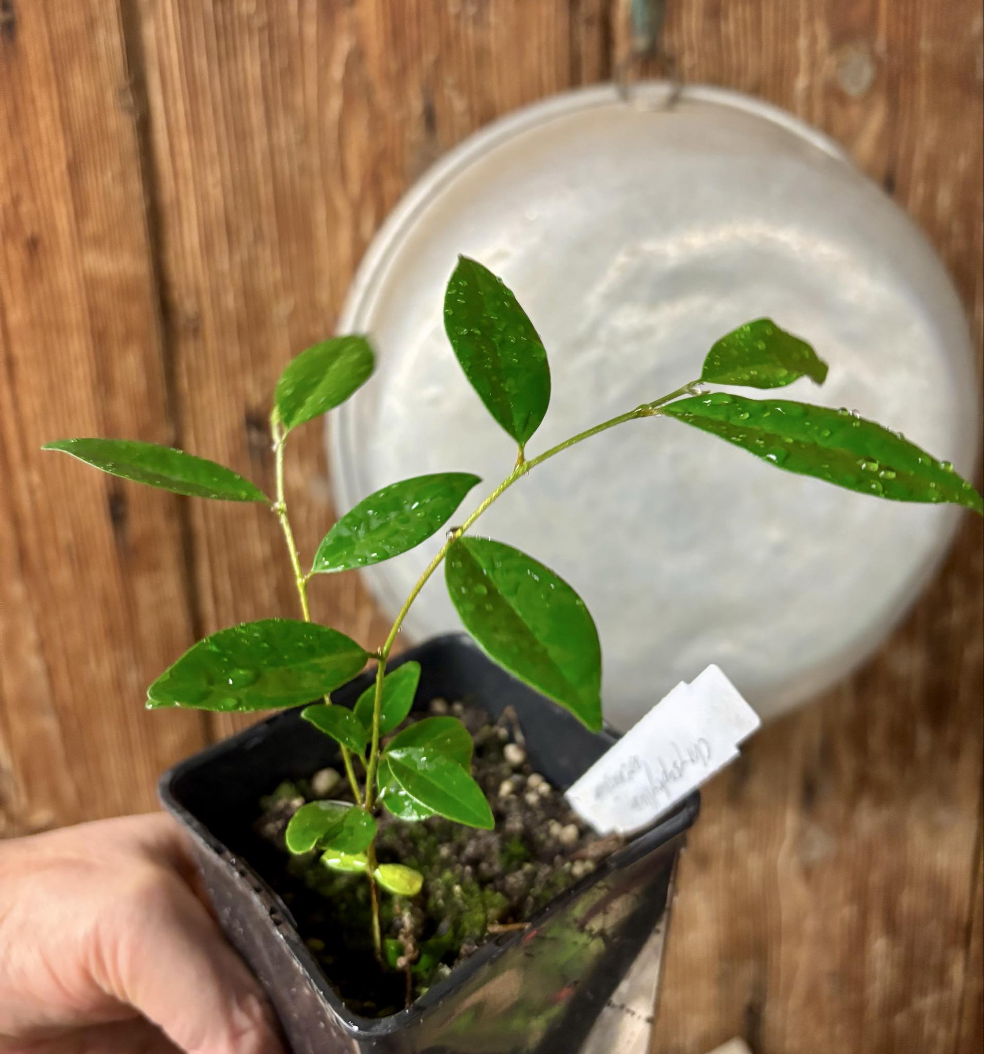 Chrysophyllum arenarium - Ameixa do Nordeste - 1 potted plant / 1 getopfte Pflanze