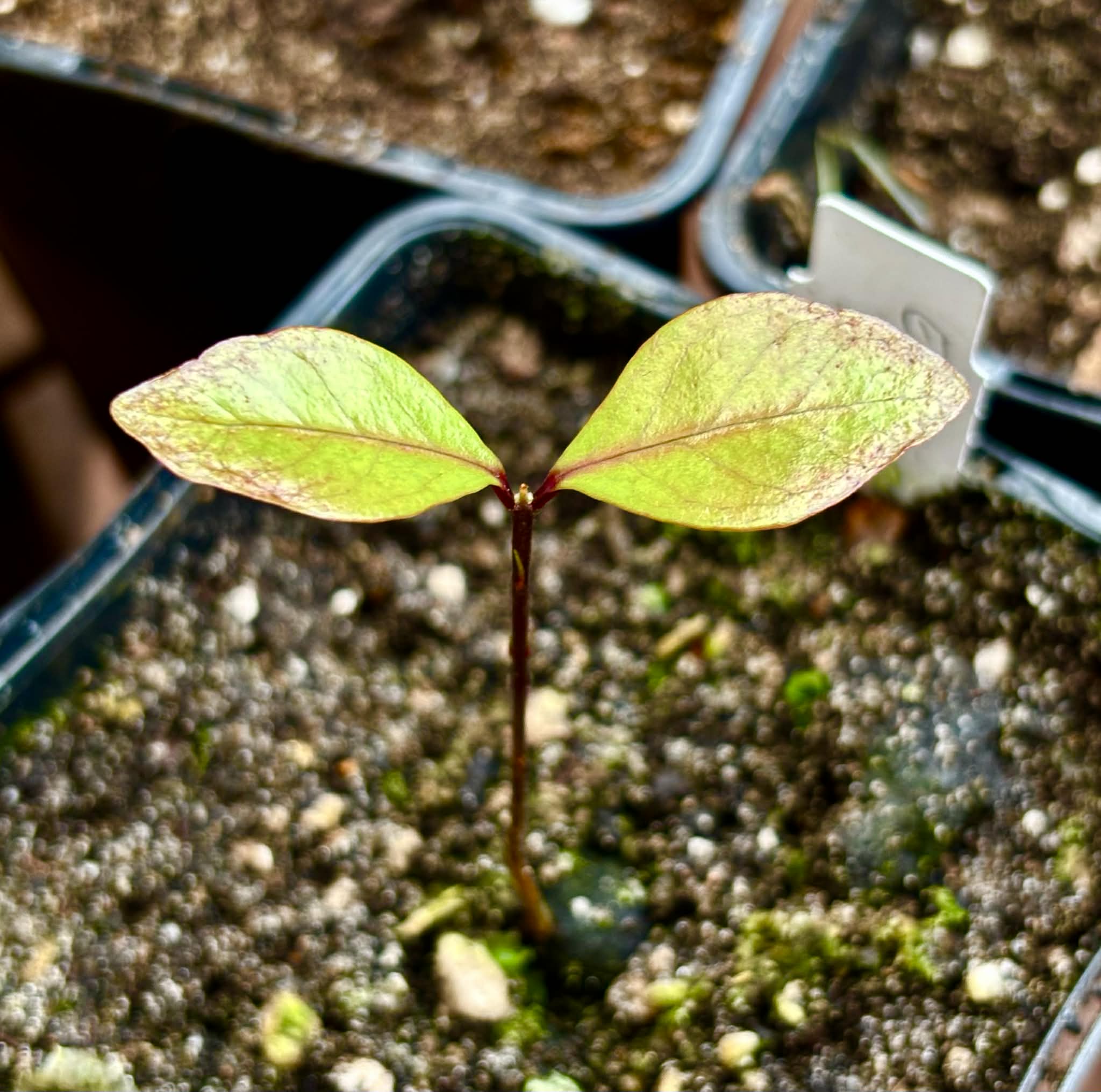 Collection of 5 new Eugenia -  5 different potted Eugenia / 5 verschiedene, getopfte Eugenia