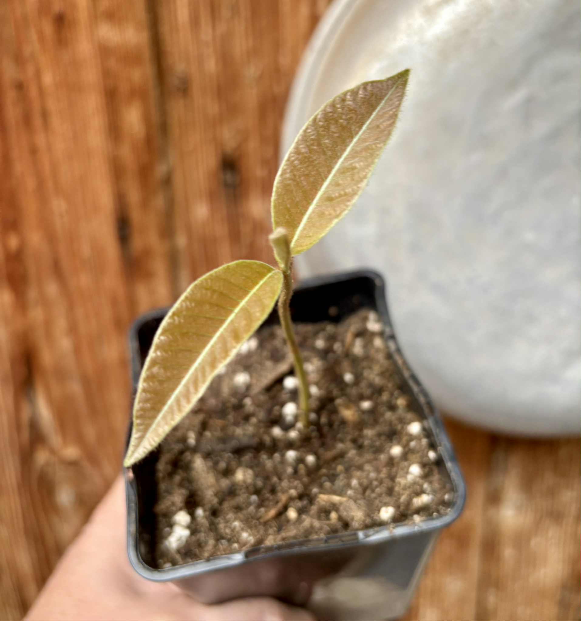 Ecclinusa sp Doce - 1 potted seedling / 1 getopfter Sämling