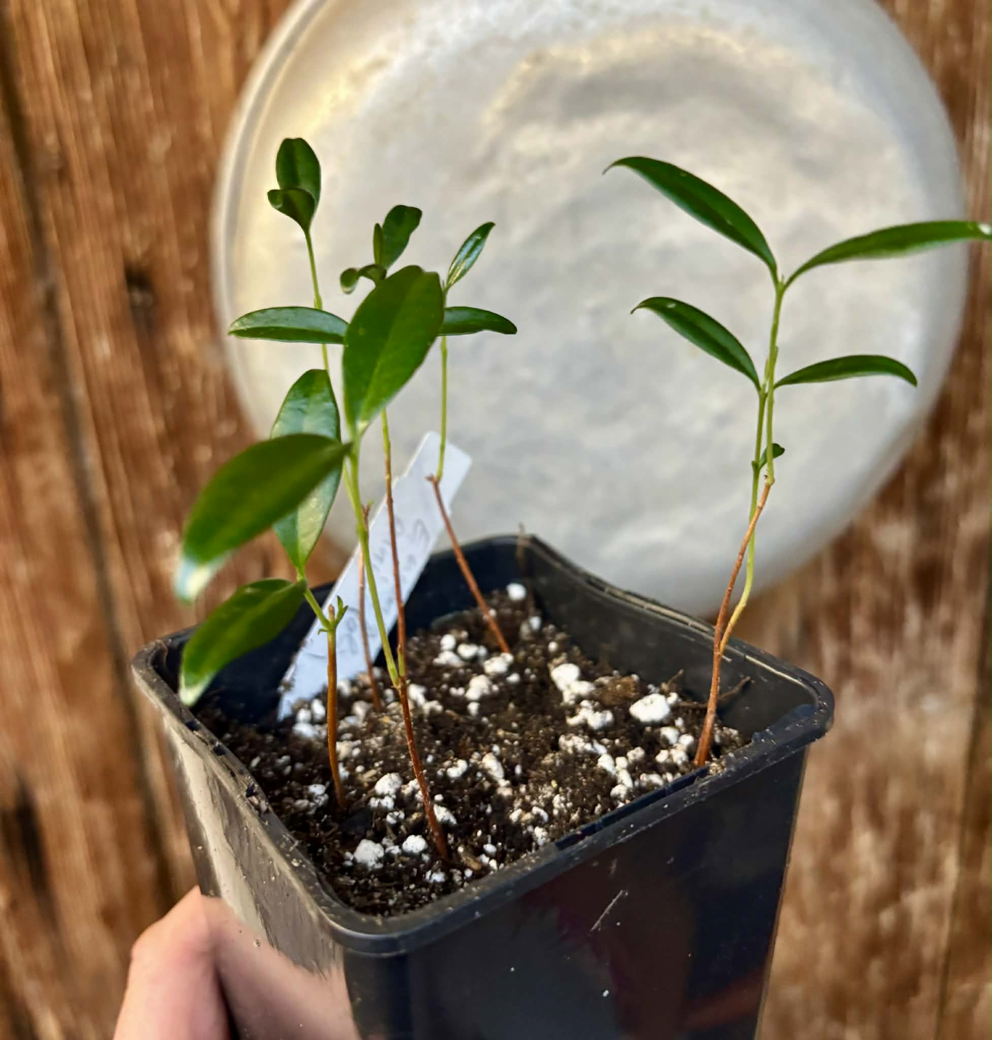 6 in 1 pot - Eugenia punicifolia - 6 seedlings in one pot / 6 Sämlinge in einem Topf
