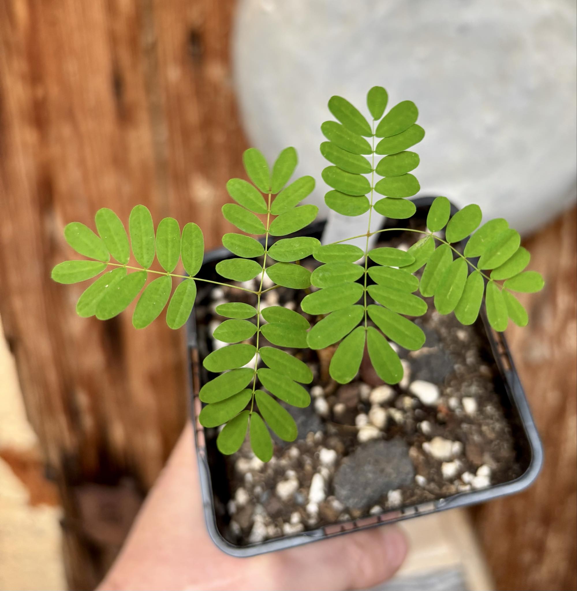 Pau ferro - Rosewood - Machaerium scleroxylon -  1 small potted seedling / 1 kleiner, getopfter Sämling