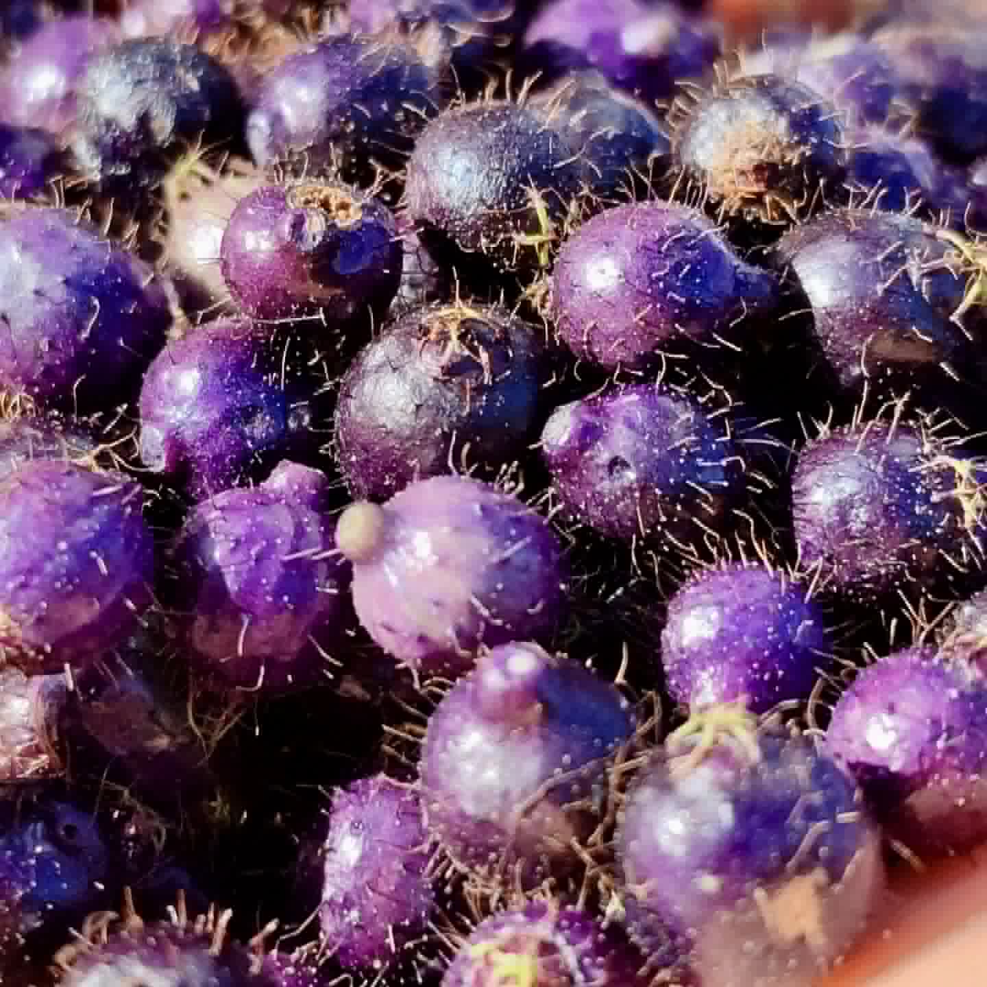 Pixirica (Miconia hirta) - 1 germinated seed / 1 gekeimter Samen