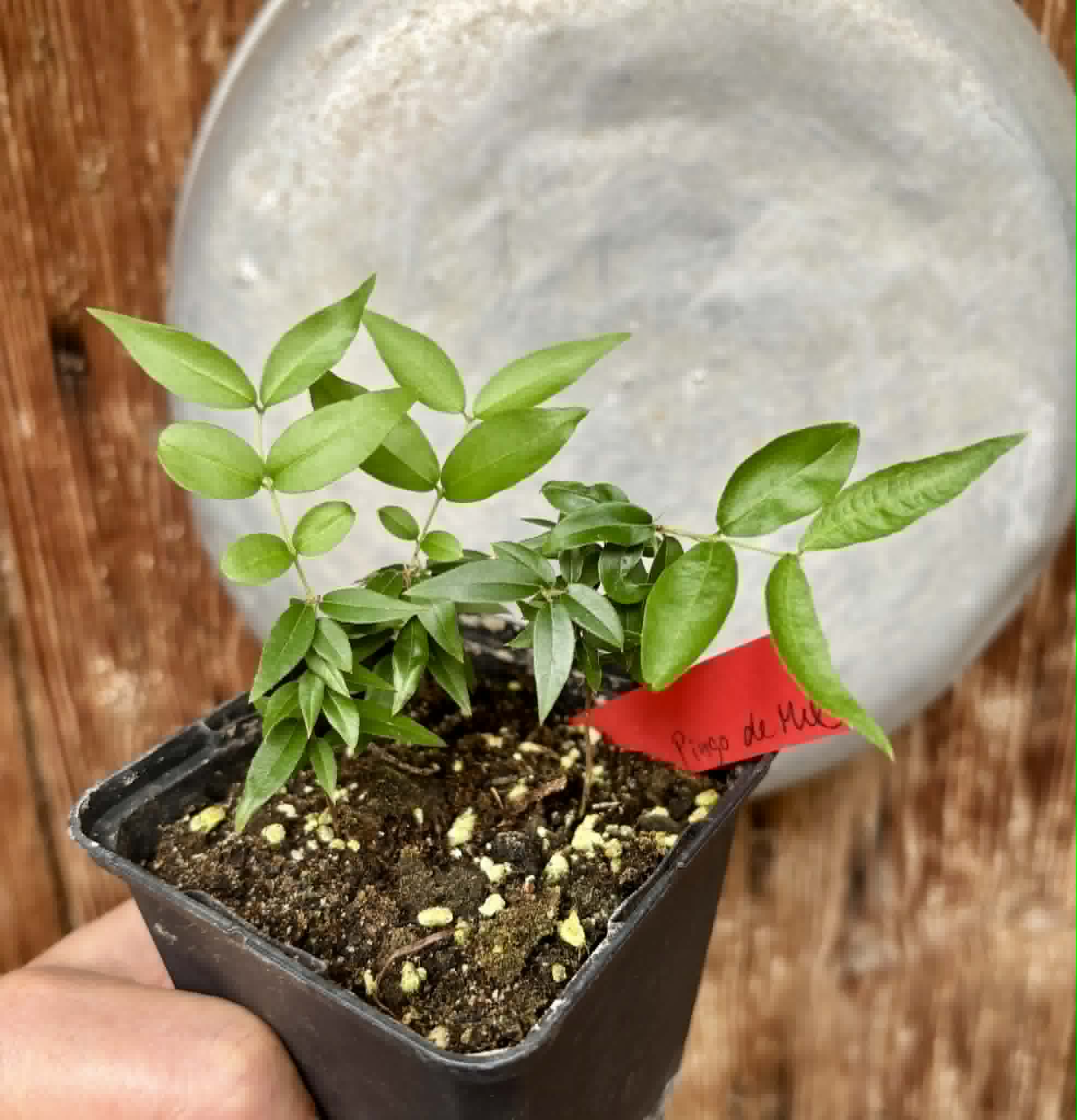 3 in 1 pot - Jaboticaba - Plinia sp Pingo de Mel (Vilela A3) -  3 potted seedlings / 3  getopfte Sämlinge