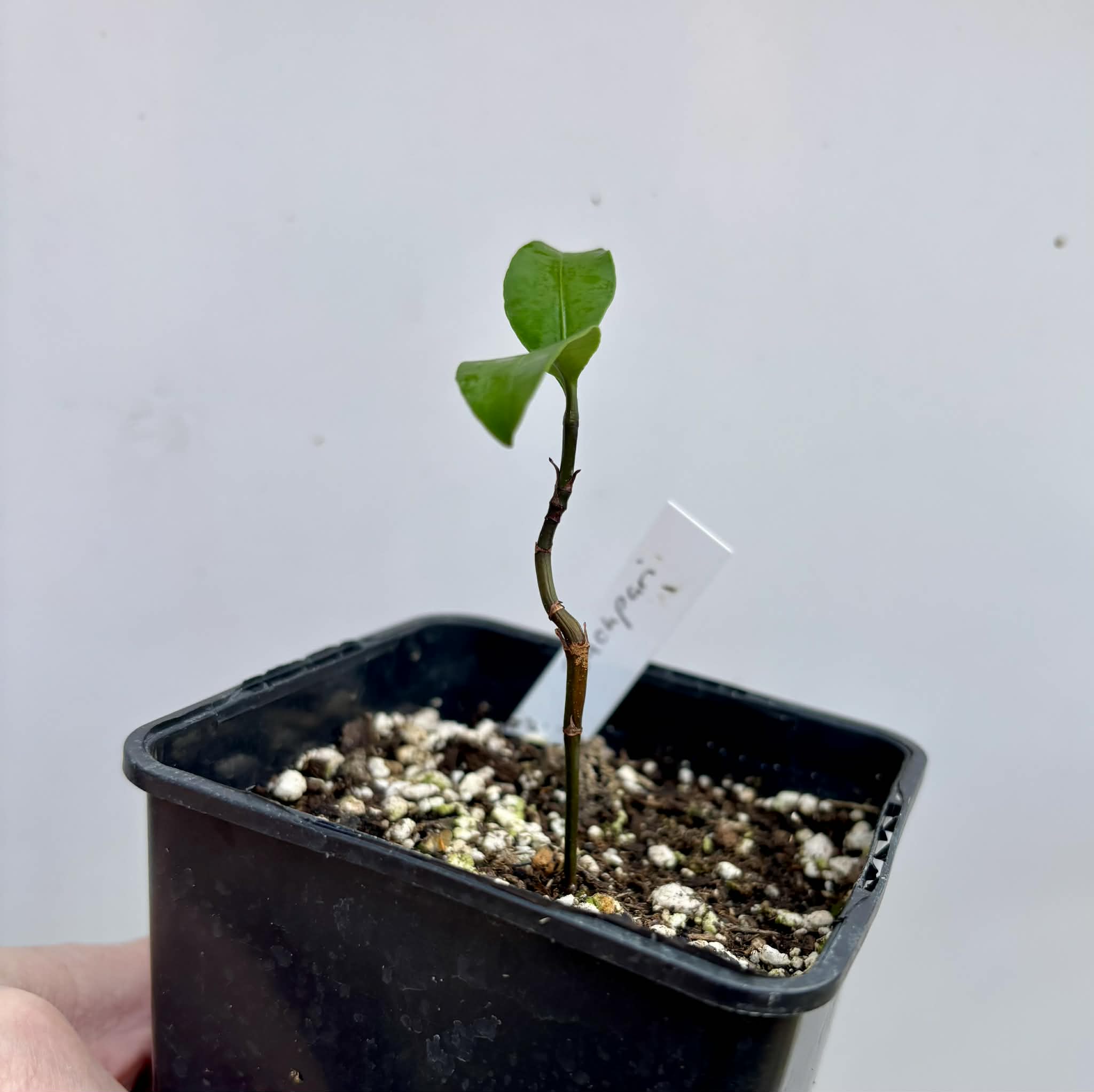 Bacupari  (Garcinia brasiliensis) -  1 potted seedling / 1 getopfter Sämling