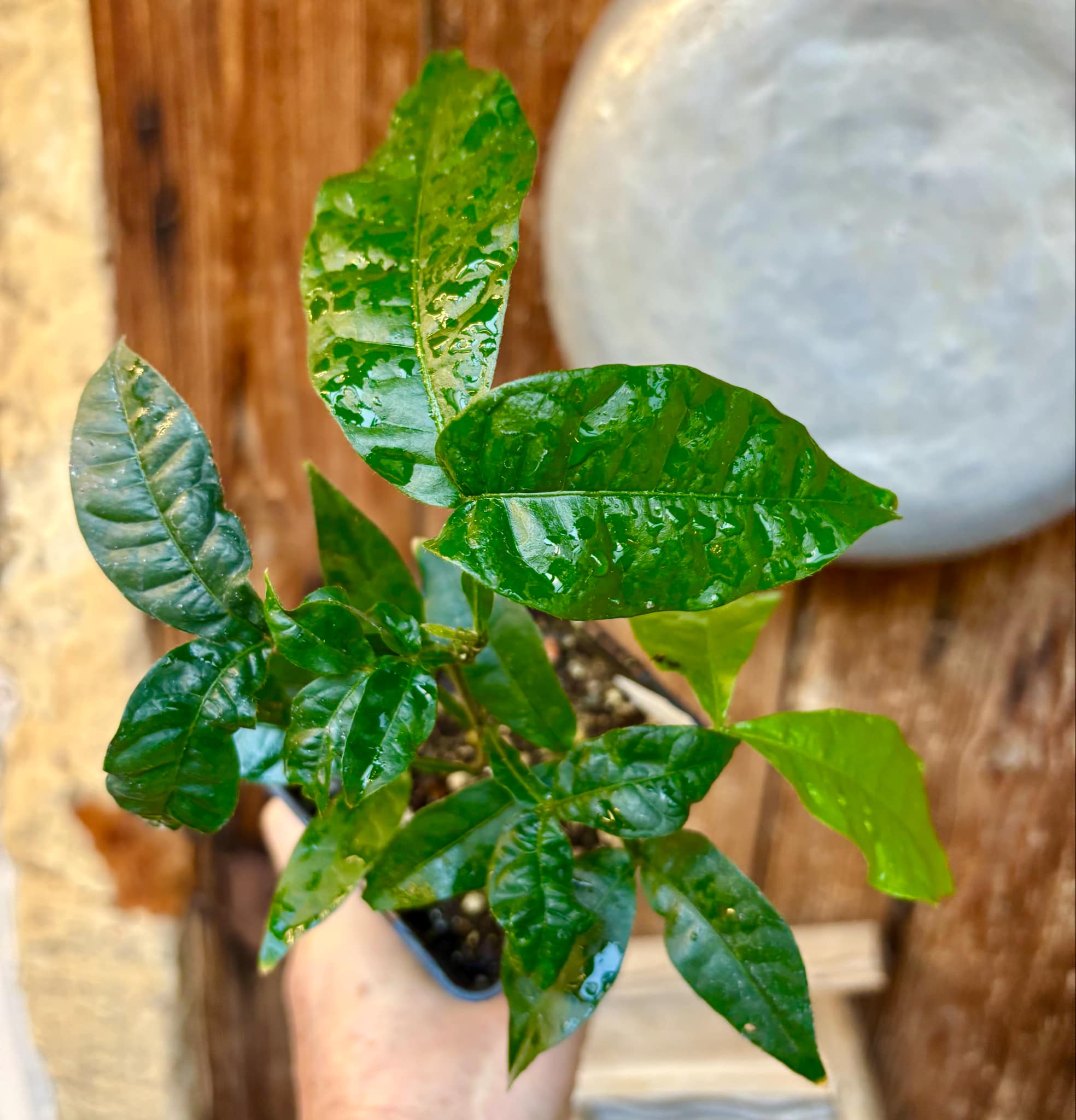 Inga feuilleei - Pacay Ice Cream Bean Nr. 3 - 1 potted plant / 1 getopfte Pflanze Inga feuilleei - Pacay Ice Cream Bean Nr. 3 - 1 potted plant / 1 getopfte Pflanze