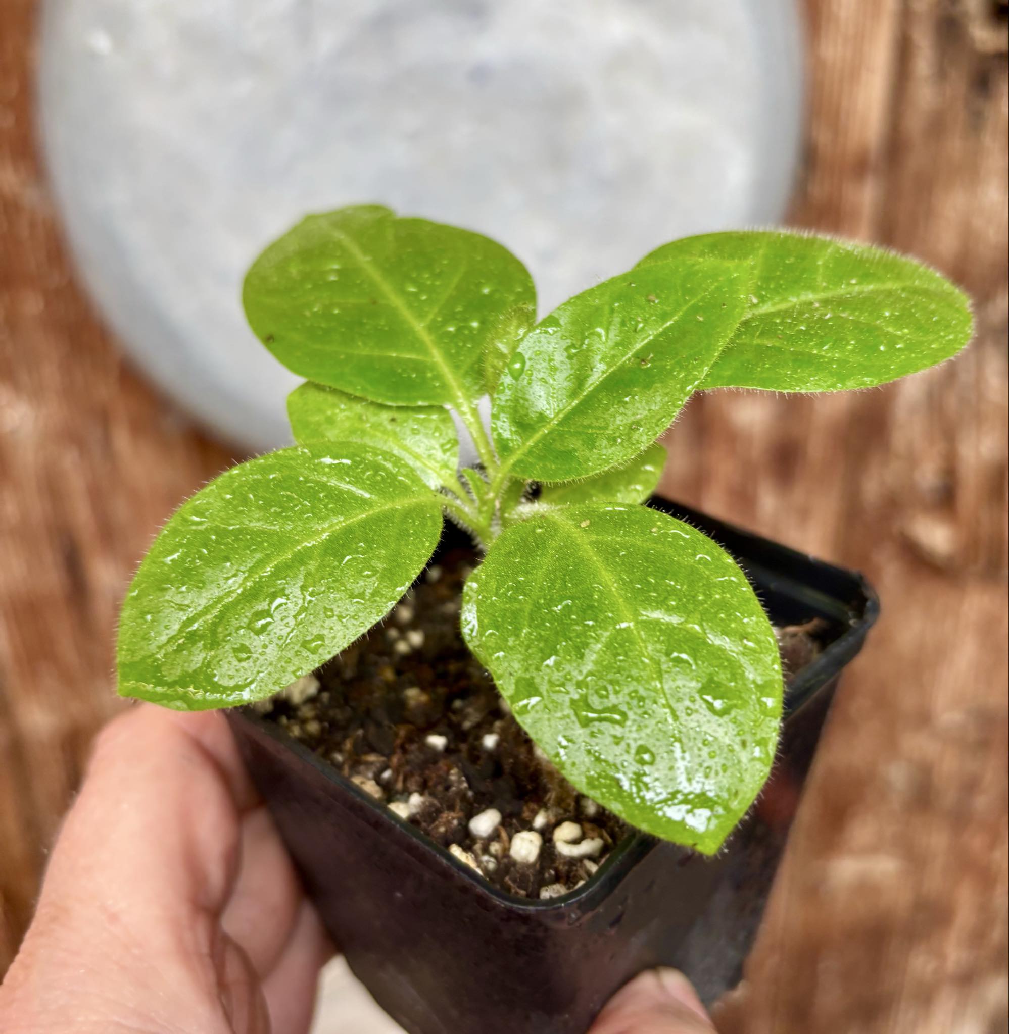 Solanum rumpincola - 1 small potted seedling / 1 kleiner, getopfter Sämling