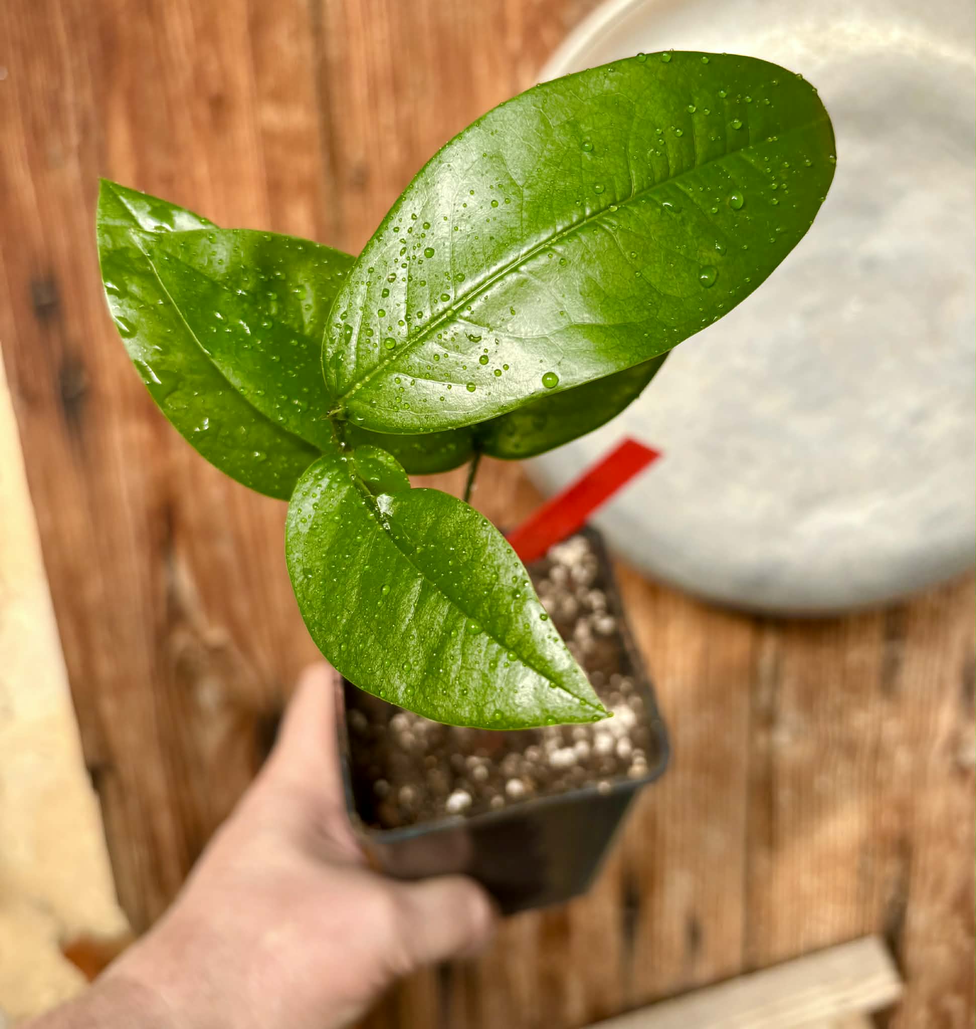 Zollernia ilicifolia - 1 potted seedling / 1 getopfter Sämling