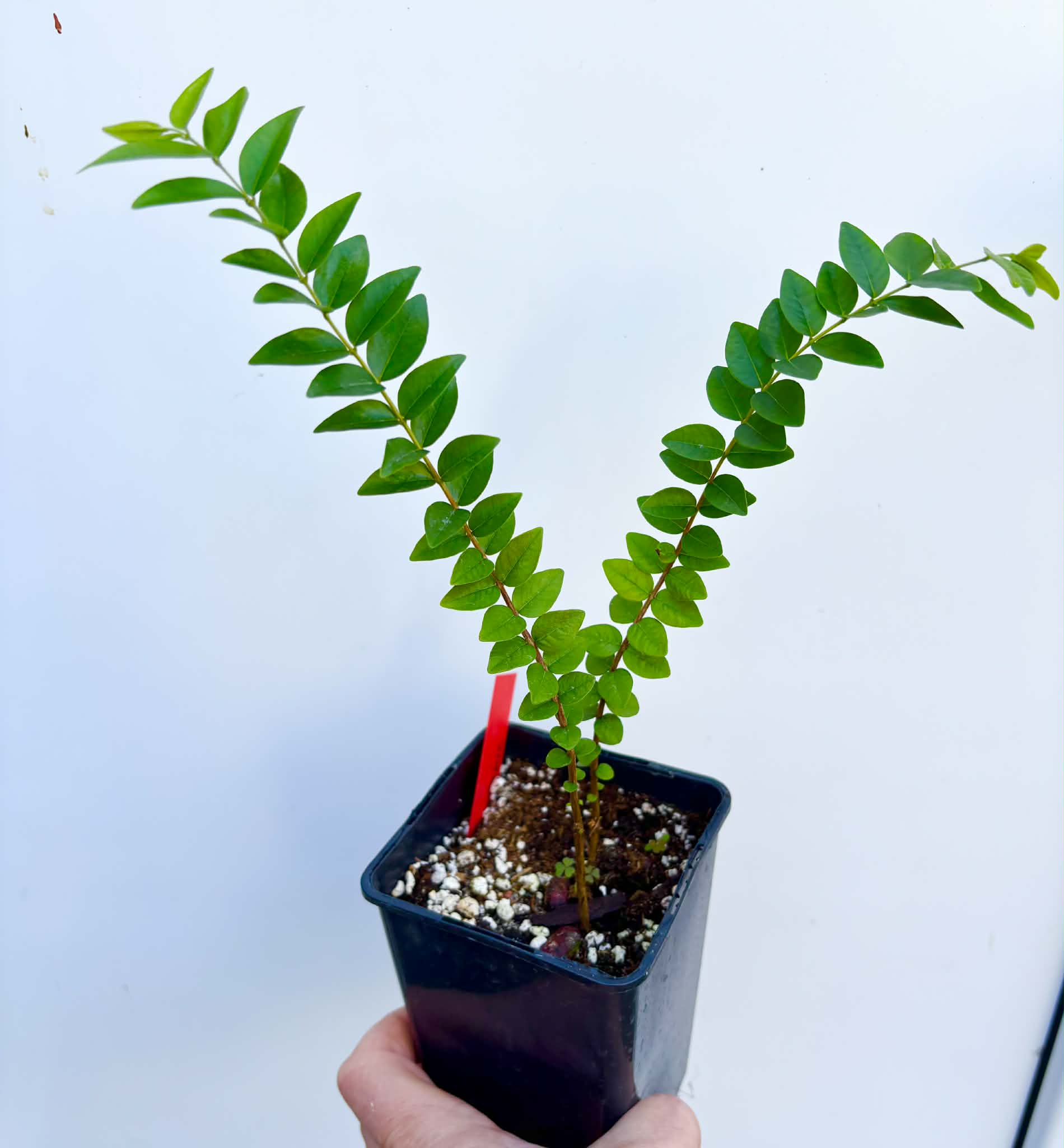 2 in 1 pot - Myrciaria sp Pastora - 2 seedlings in one pot / 2 Sämlinge in einem Topf