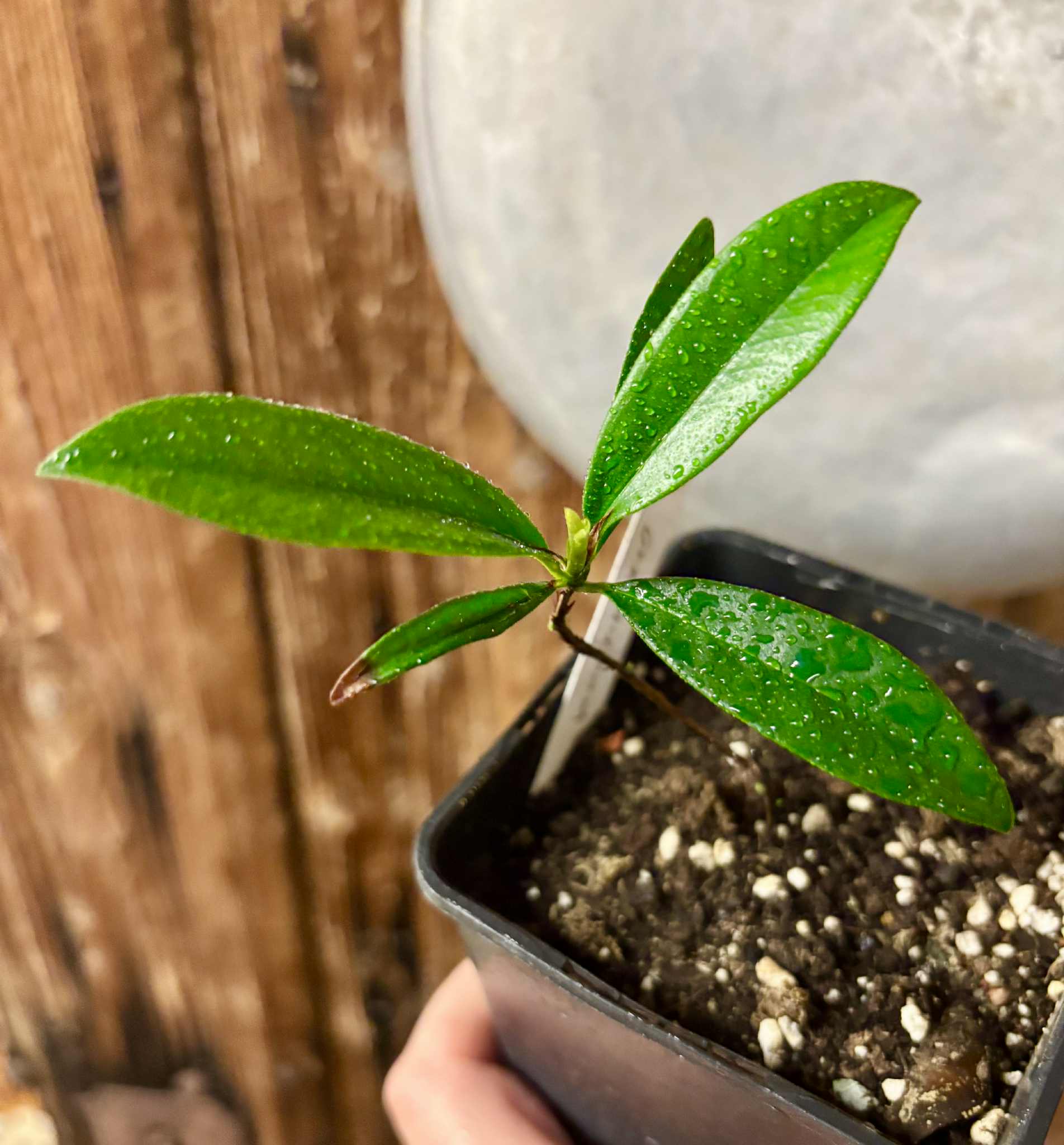Grumixama (Eugenia brasiliensis) - 1 potted plant / 1 getopfte Pflanze
