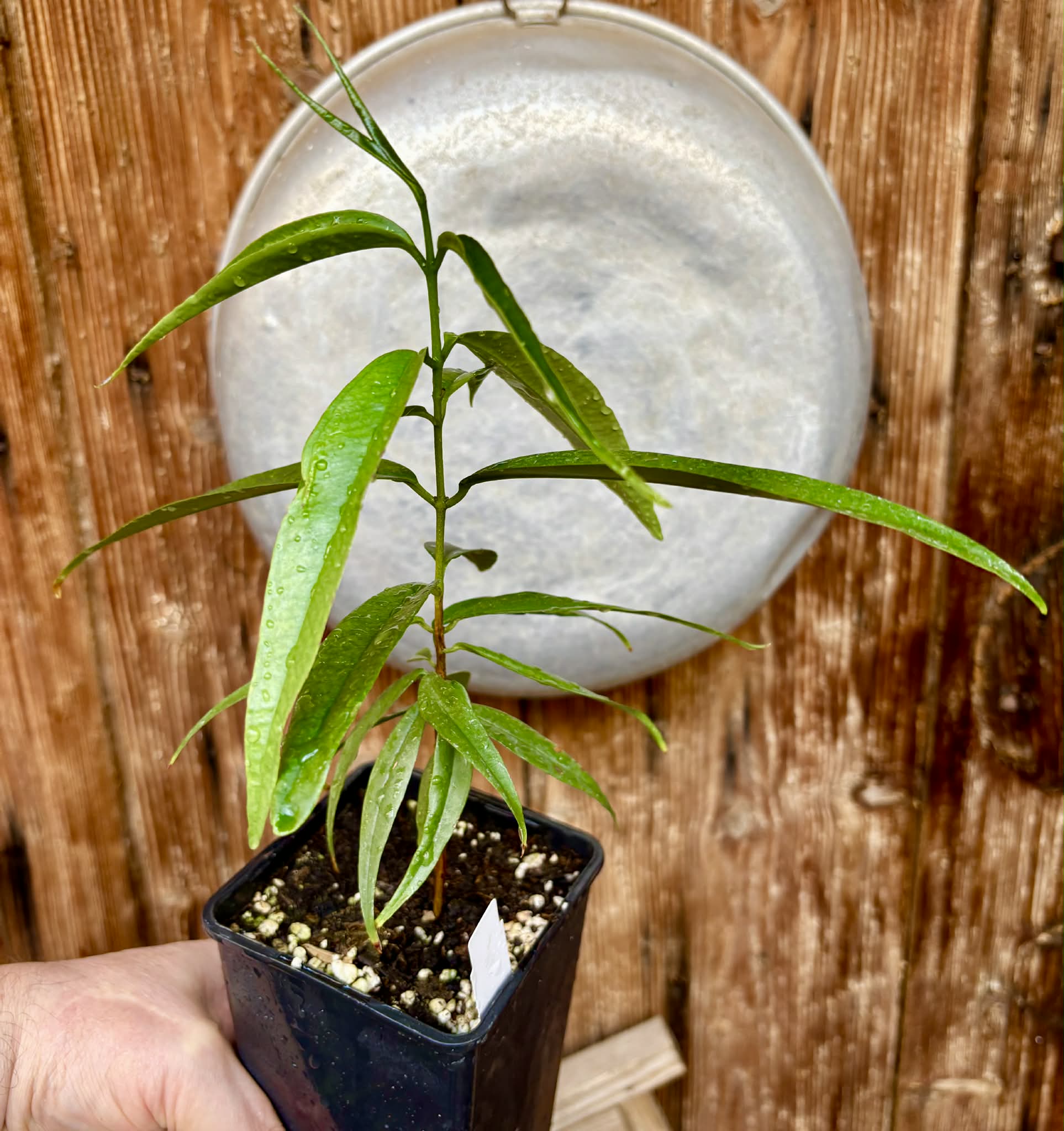 Eugenia bahiensis var. Sementes pintada  - 1 potted plant / 1 getopfte Pflanze