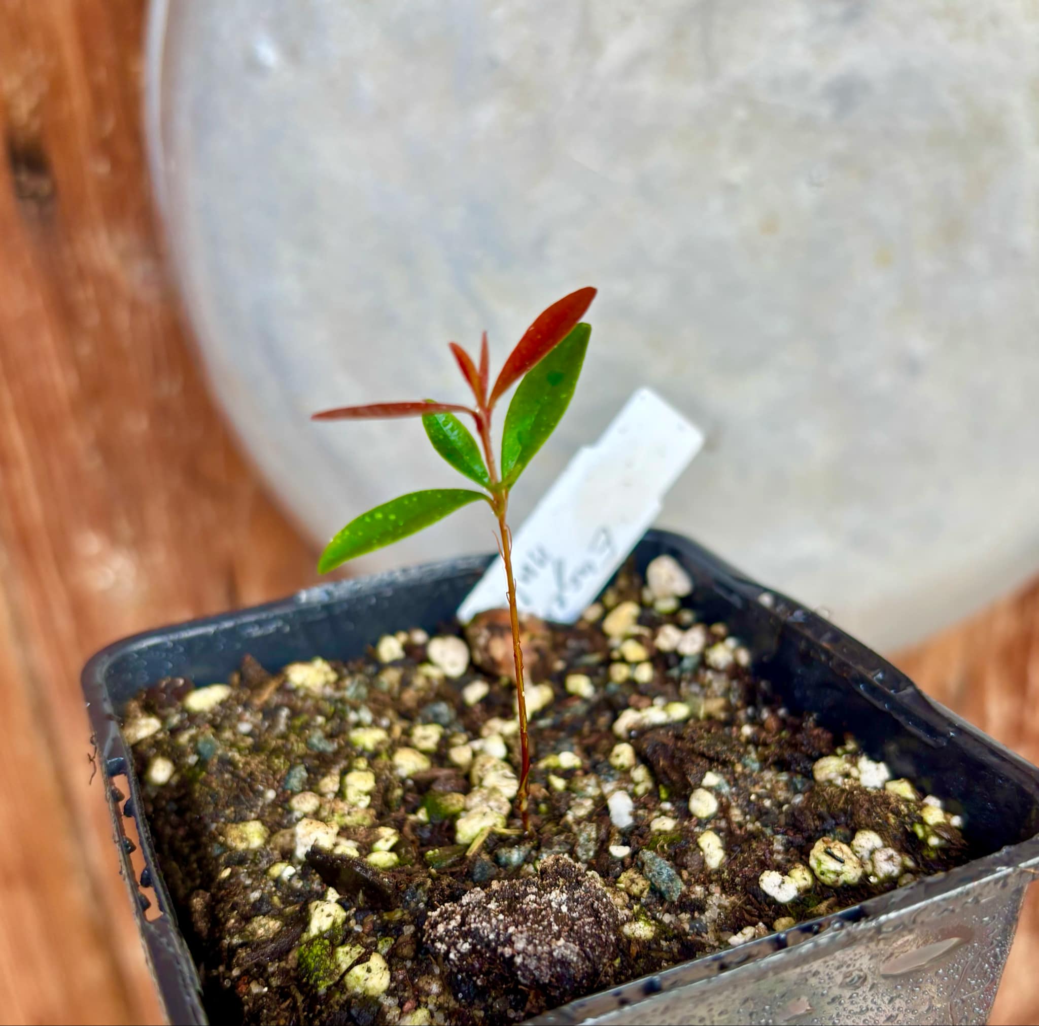 Eugenia nutans - 1 small potted seedling / 1 kleiner, getopfter Sämling