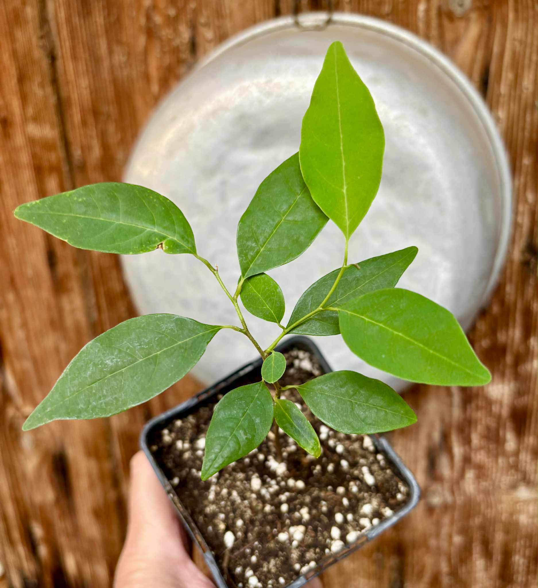 Annona emarginata - 1 potted plant / 1 getopfte Pflanze