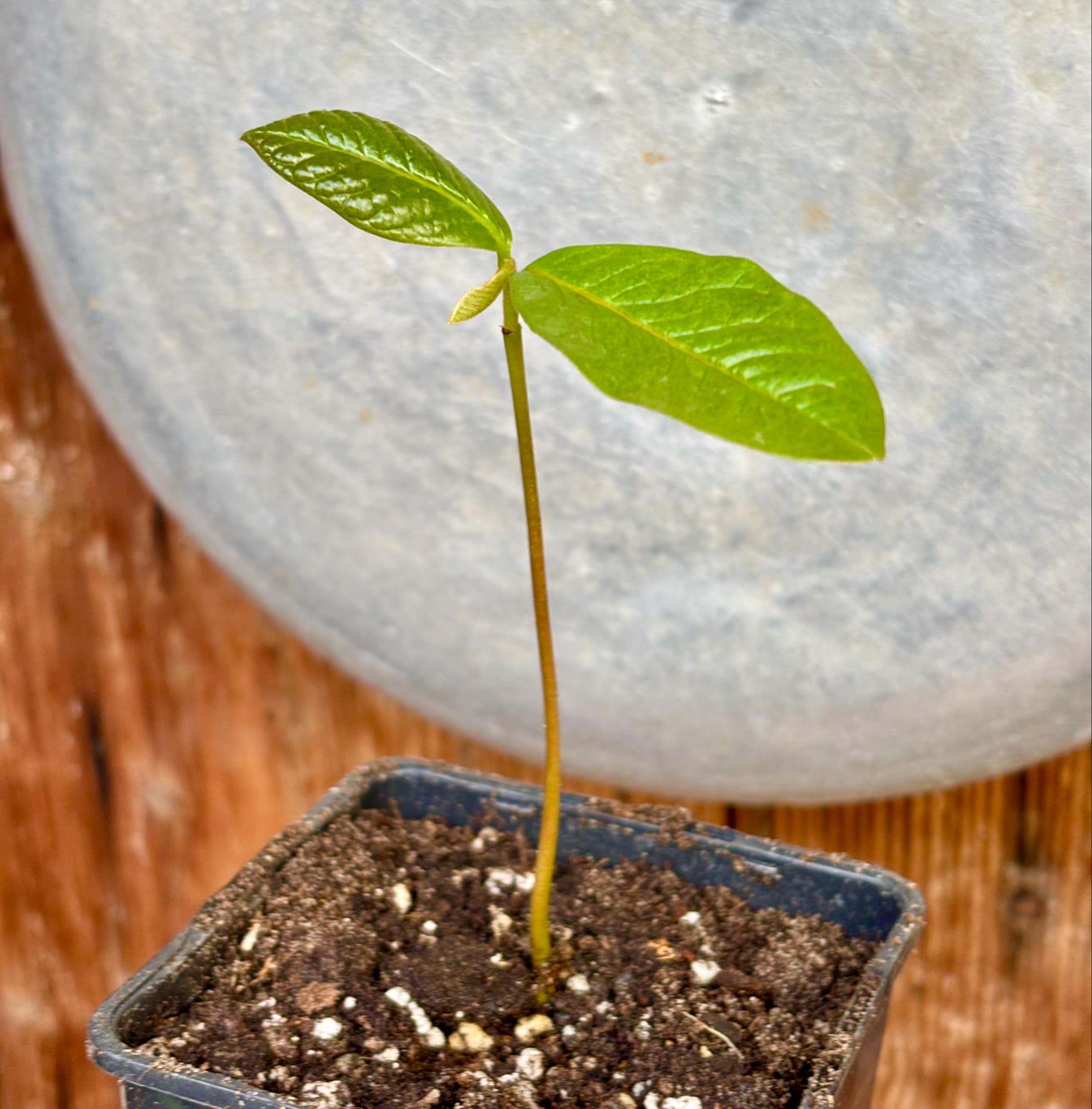 last seedling - Annona purpurea - Soncoya -  1 small potted seedling / 1 kleiner, getopfter Sämling