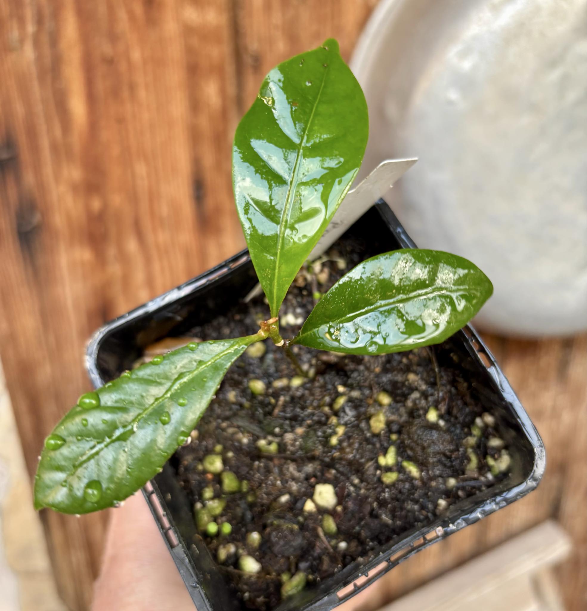 Pouteria bangii - 1 potted plant / 1 getopfte Pflanze