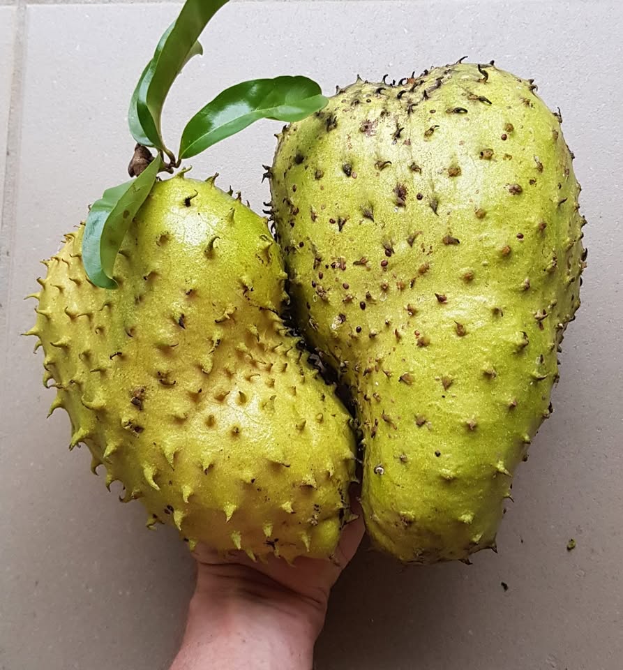 Annona muricata var. ARUSHA - 1 potted plant / 1 getopfte Pflanze