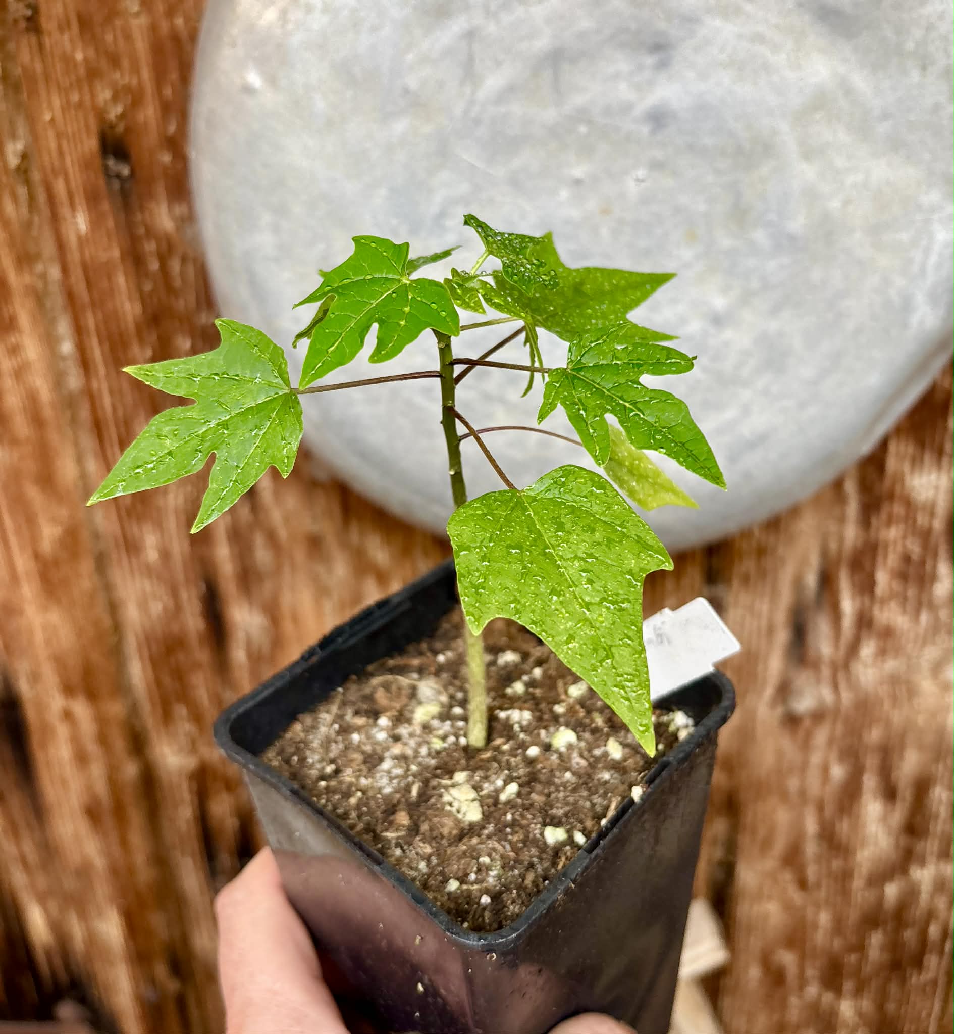 Yellow Krabi Papaya (Carica papaya) - 1 potted seedling / 1 getopfter Sämling 
