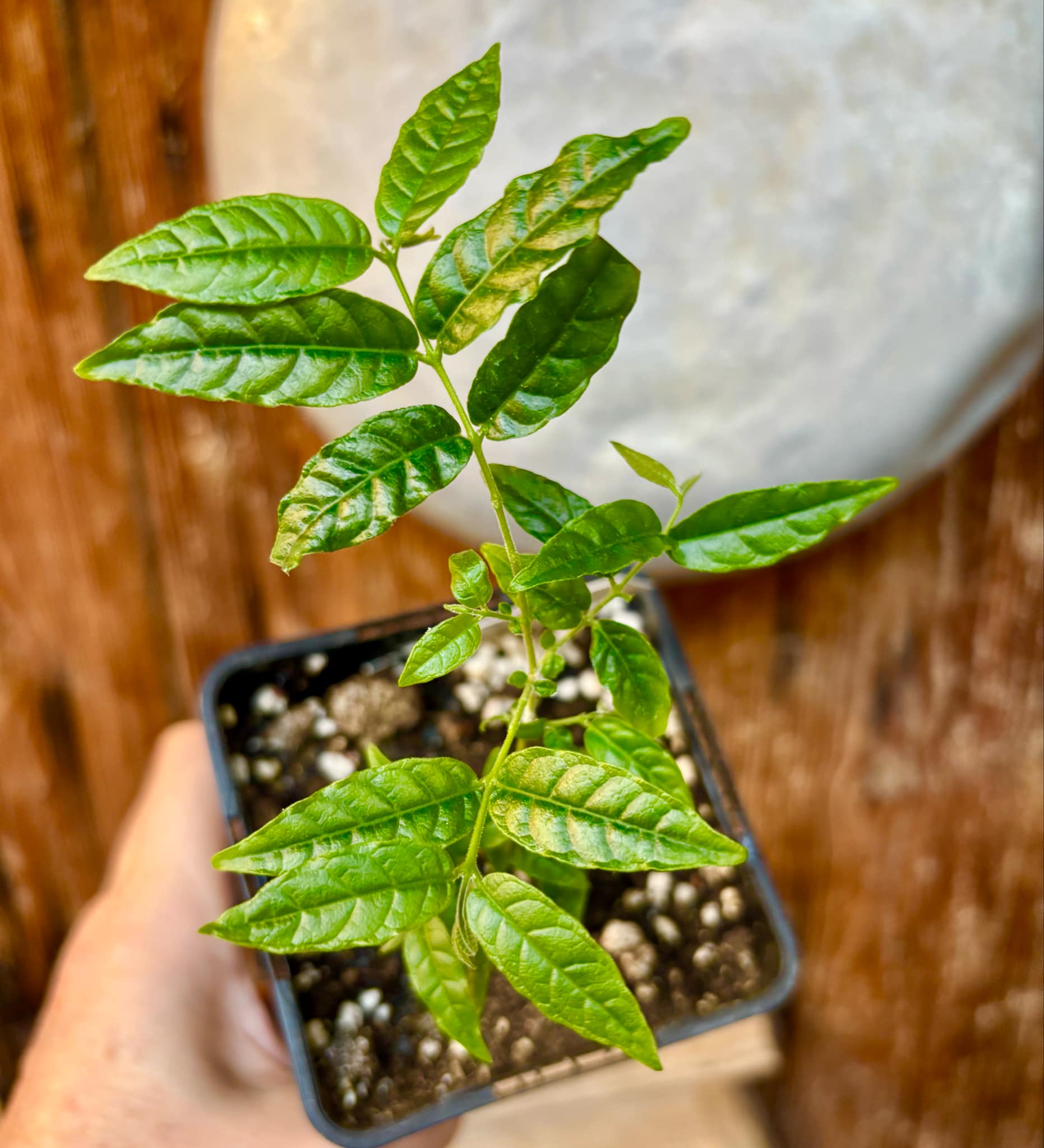 Campomanesia phaea - Flying Saucer Fruit - Cambuci  - 1  potted plant / 1 getopfte Pflanze