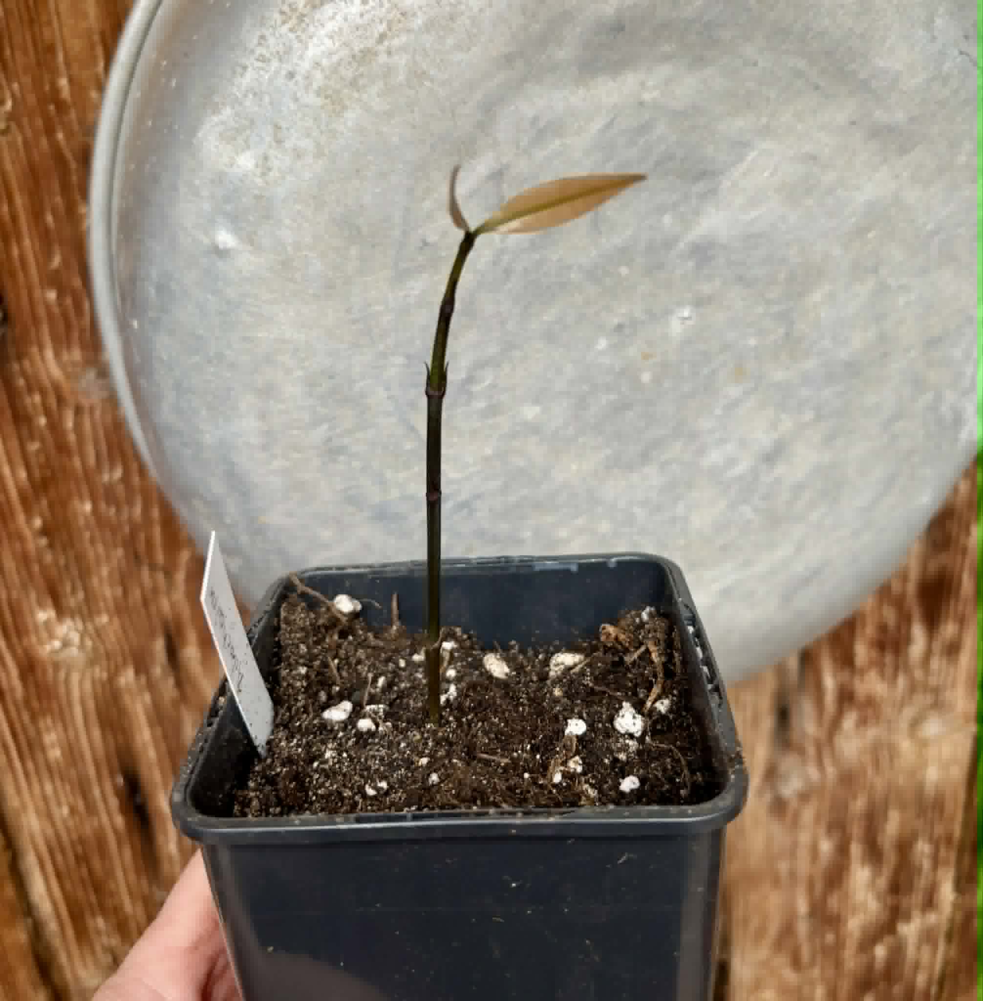 Achachairu (Garcinia humilis) - 1 potted seedling / 1 getopfter Sämling