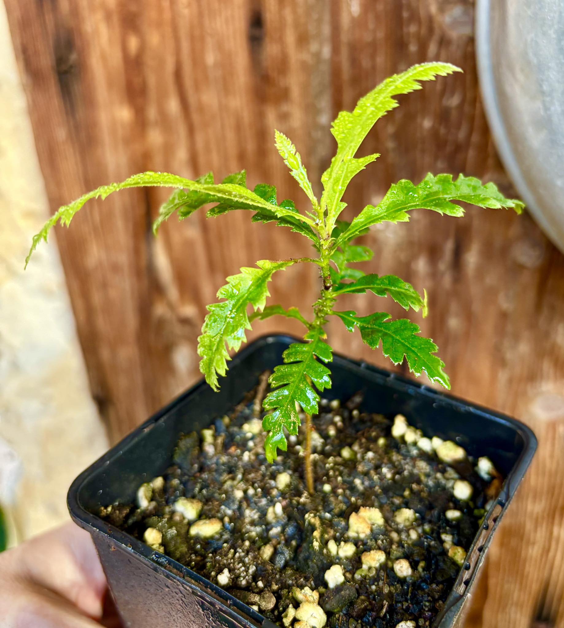 last seedling - Yangmei - Myrica rubra - 1 potted plant / 1 getopfte Pflanze last seedling - Yangmei - Myrica rubra - 1 potted plant / 1 getopfte Pflanze