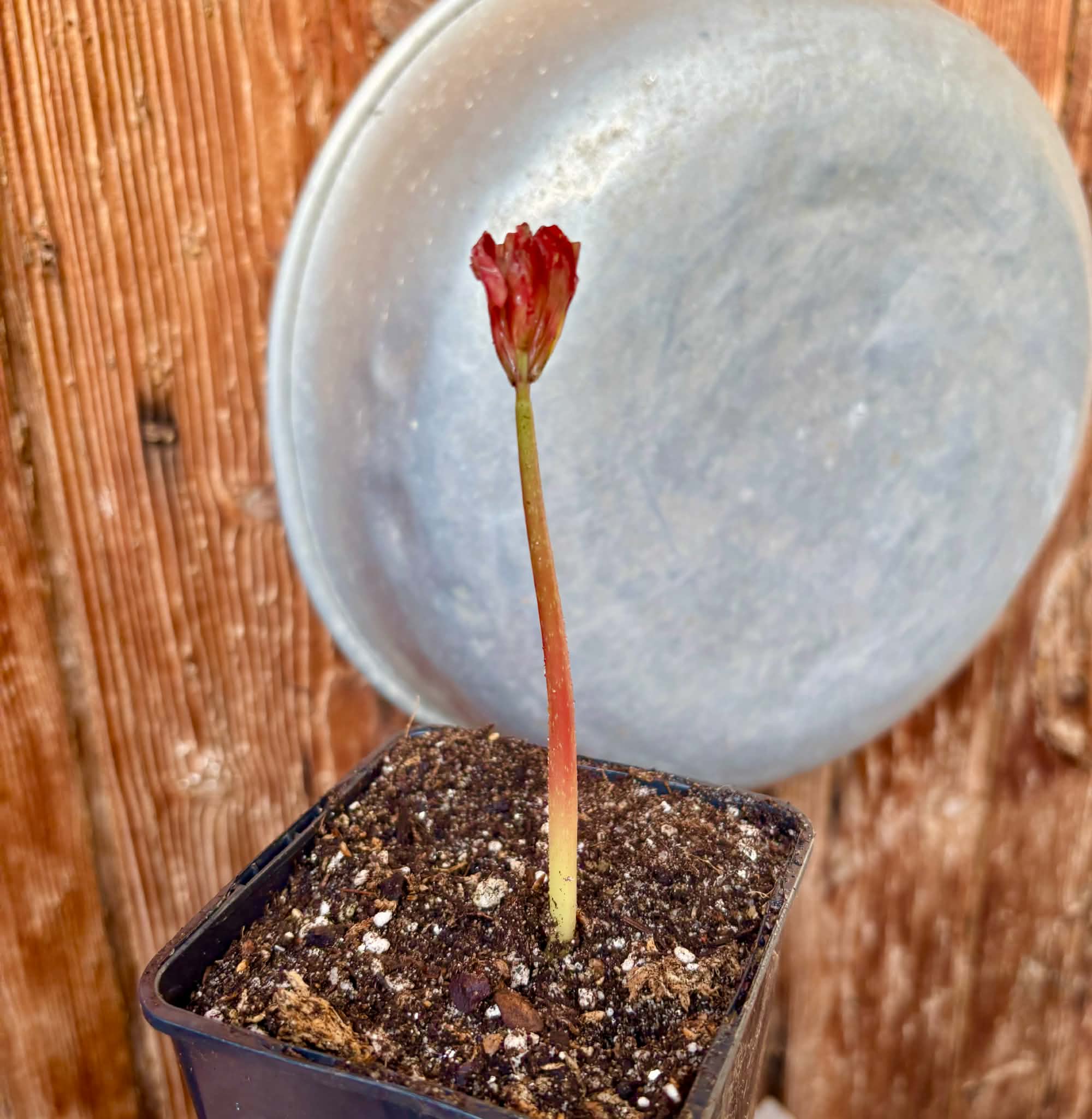 Uva do Mato de Mico-Dourado (Cissus stipulata) - 1 potted seedling / 1 getopfter Sämling