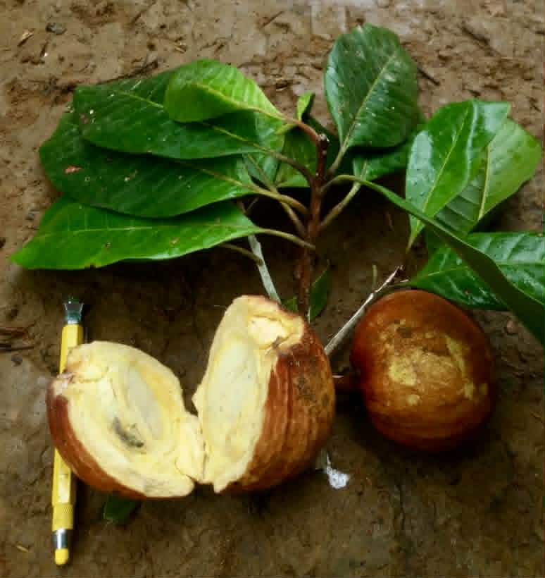 Pre Order - Pouteria aff. macrocarpa - 1 fresh seed / 1 frischer Samen
