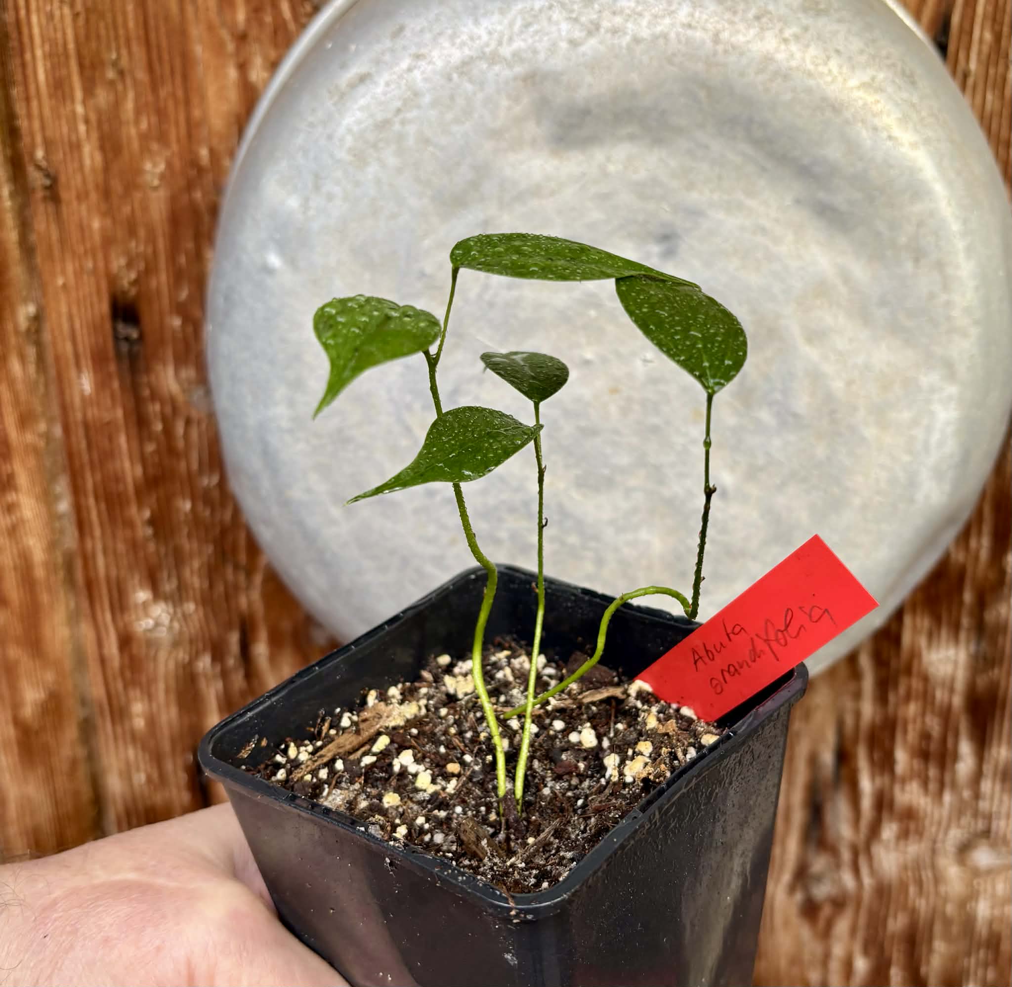 3 in 1 pot - Pitombinha da Amazonia (Abuta grandifolia) - 3 plants in one pot / 3 Pflanzen in einem Topf