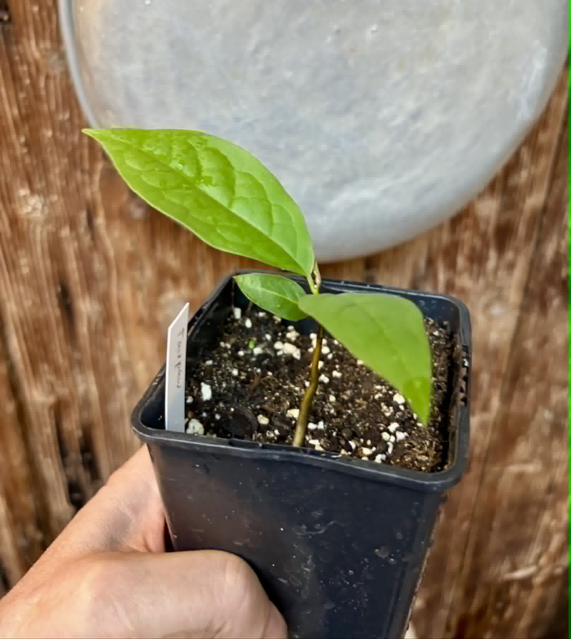 PawPaw var. Prima 1216 (Asimina triloba) - 1 potted seedling / 1 getopfter Sämling