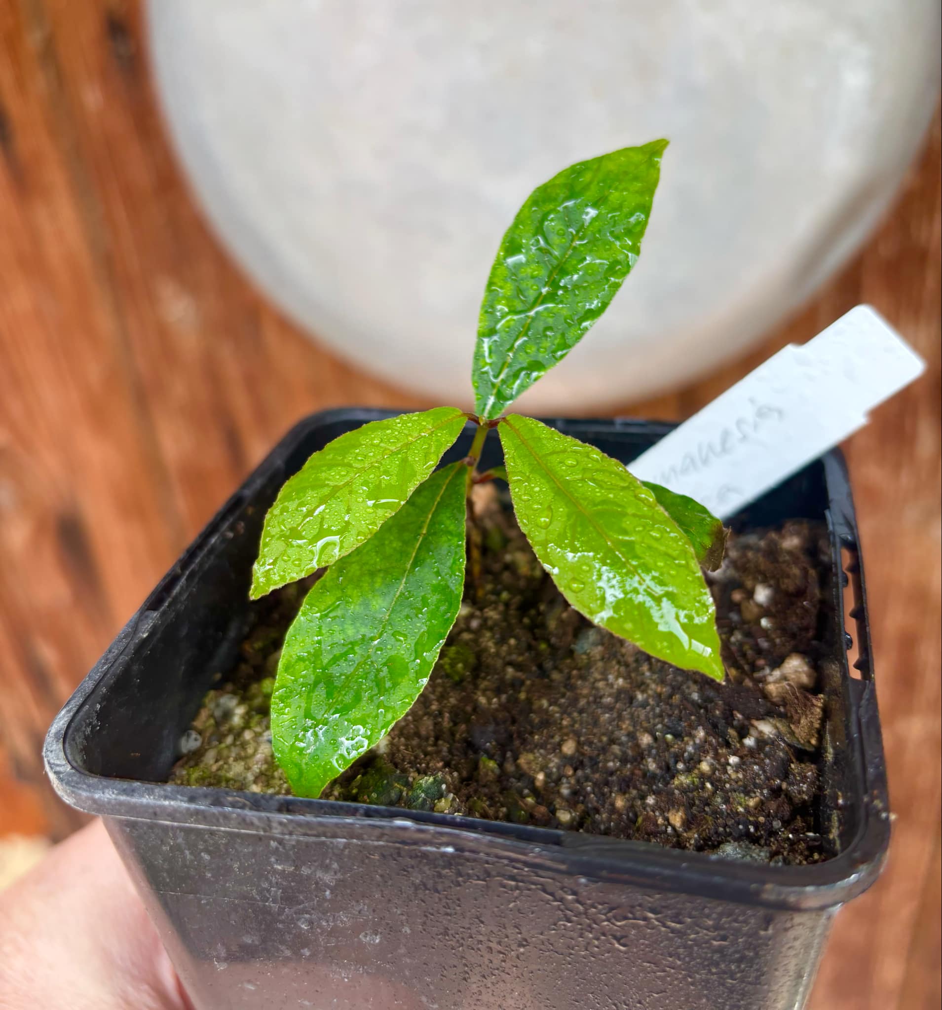 Campomanesia aromatica - Guabiraba - 1 small potted seedling / 1 kleiner, getopfter Sämling