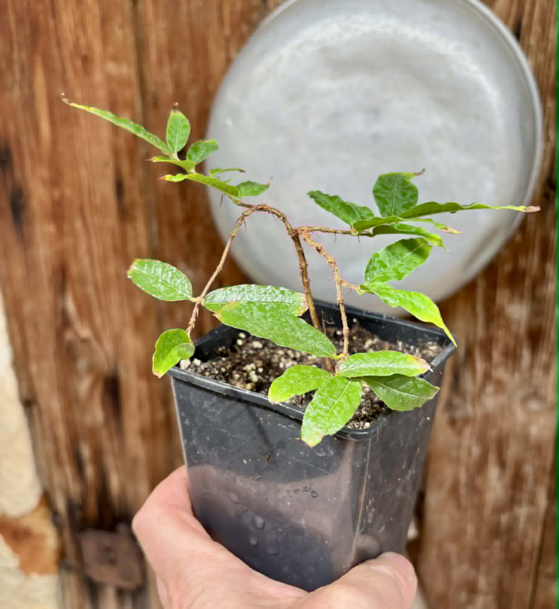 Plinia sp Giant Piray Argentina - 1 potted plant / 1 getopfte Pflanze