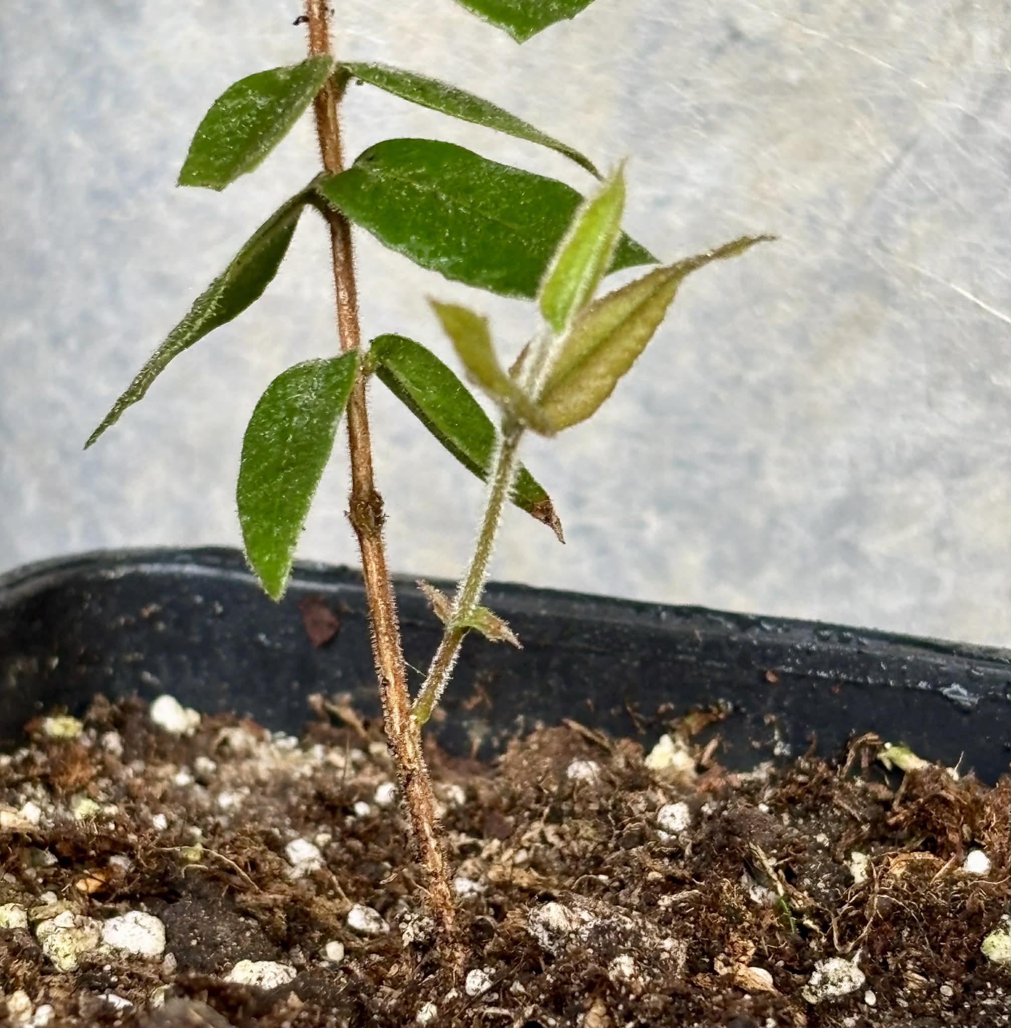 Myrciaria caerulescens (Roxa - Blue Guaquiea) - 1 potted seedling / 1 getopfter Sämling
