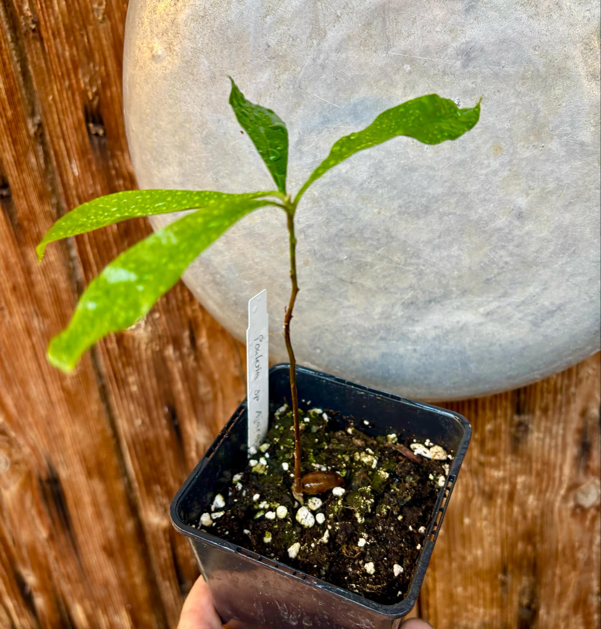 Pouteria sp Ajara - 1 potted plant / 1 getopfte Pflanze