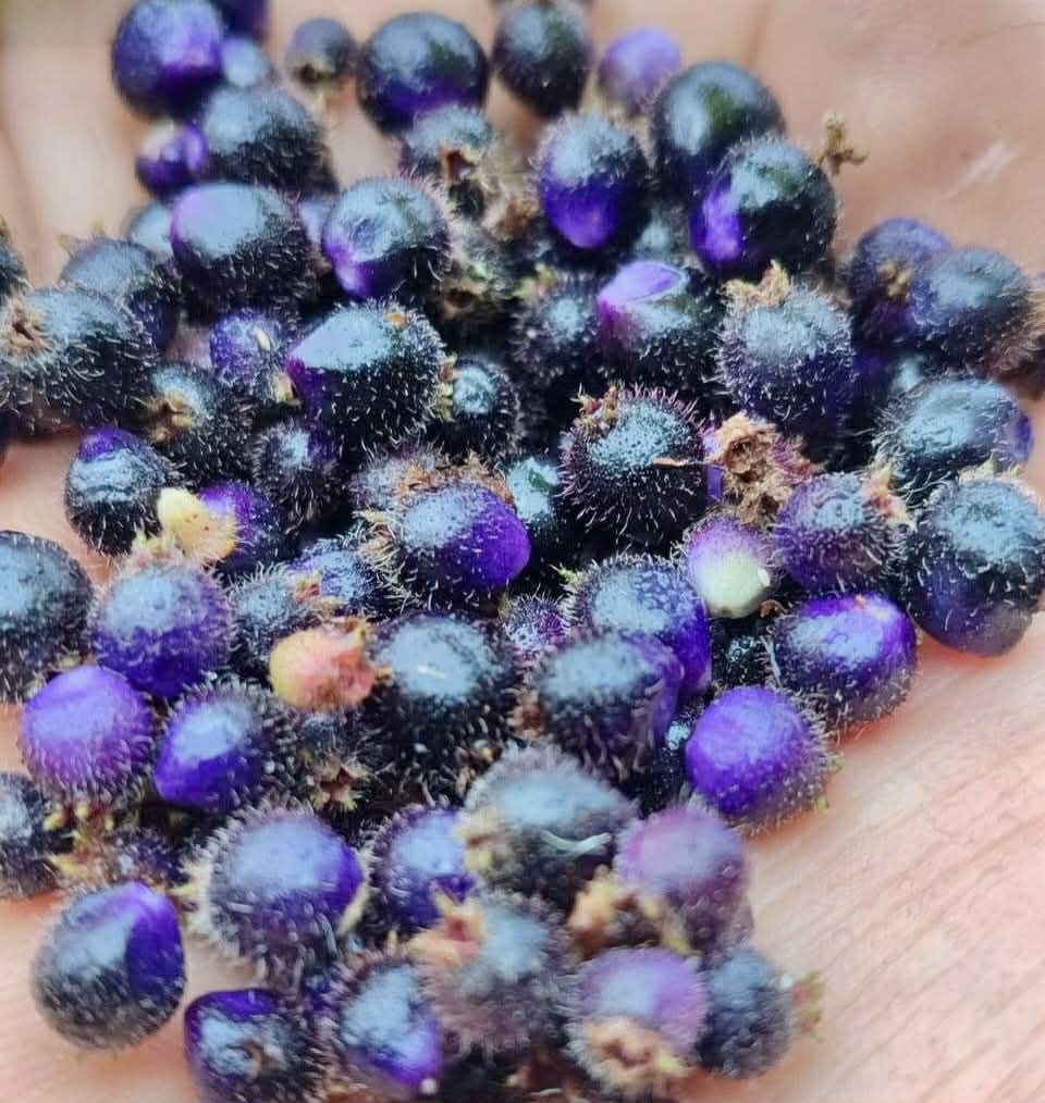 Pixirica (Miconia hirta) - 1 germinated seed / 1 gekeimter Samen