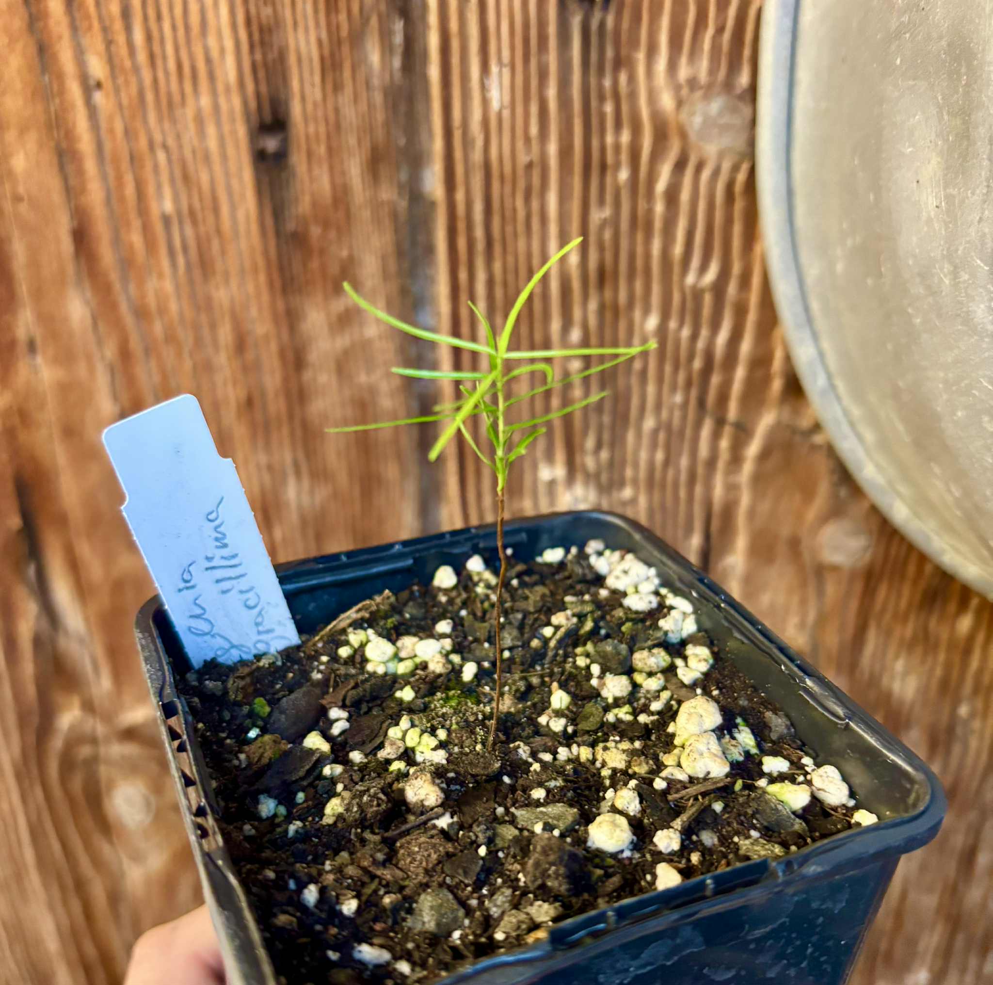 only one seedling available - Fruto da Murta (Eugenia gracillima) - 1 small potted seedling / 1 kleiner, getopfter Sämling