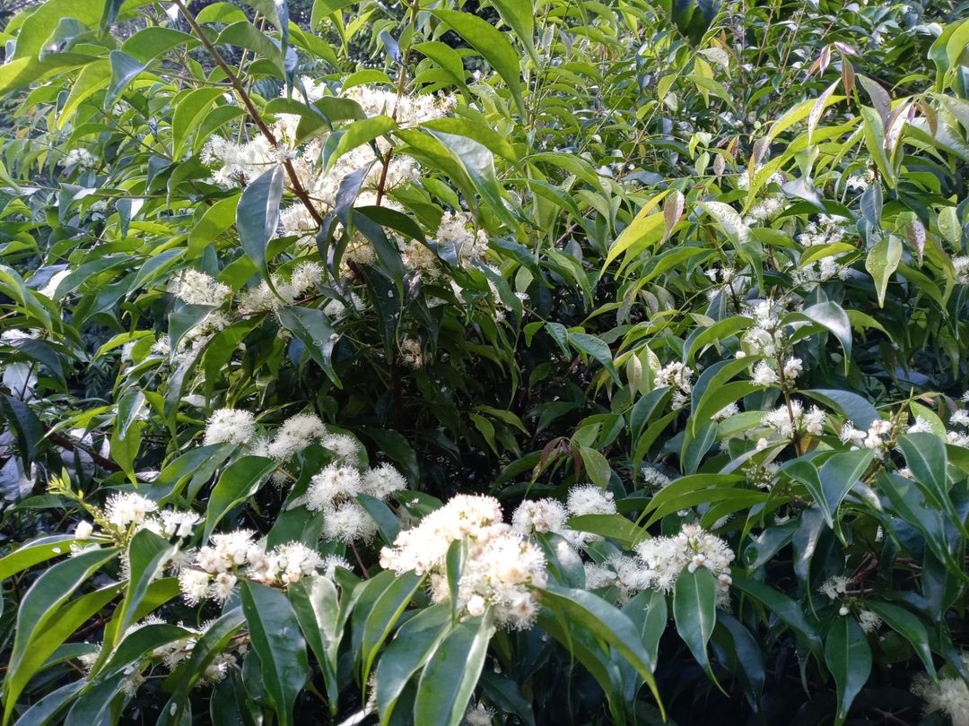 Rainforest Plum (Eugenia candolleana) - 1 fresh seed / 1 frischer Samen
