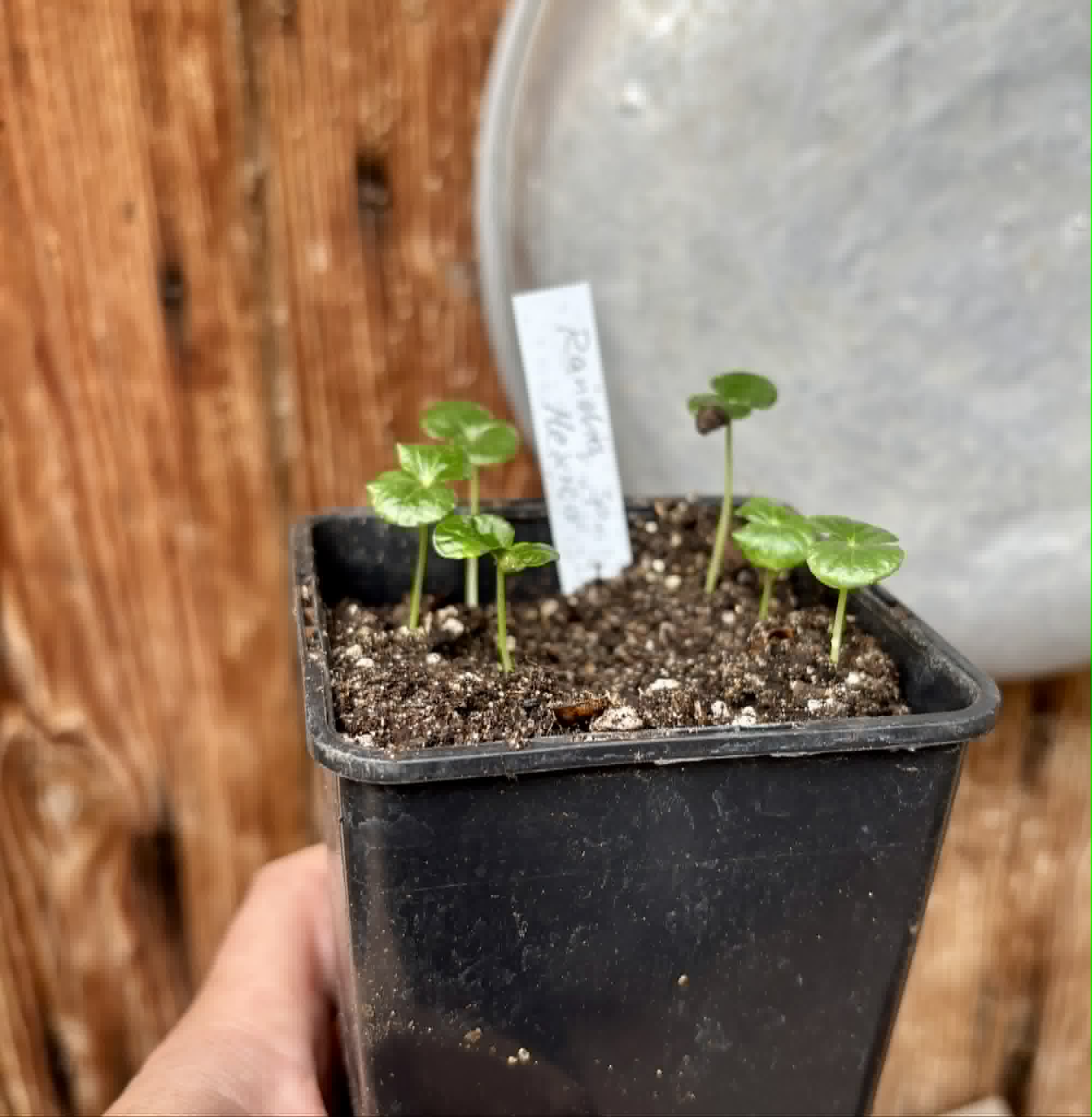 6 in 1 pot - Randia sp Mexico  - 6 seedlings in one pot / 6 Sämlinge in einem Topf