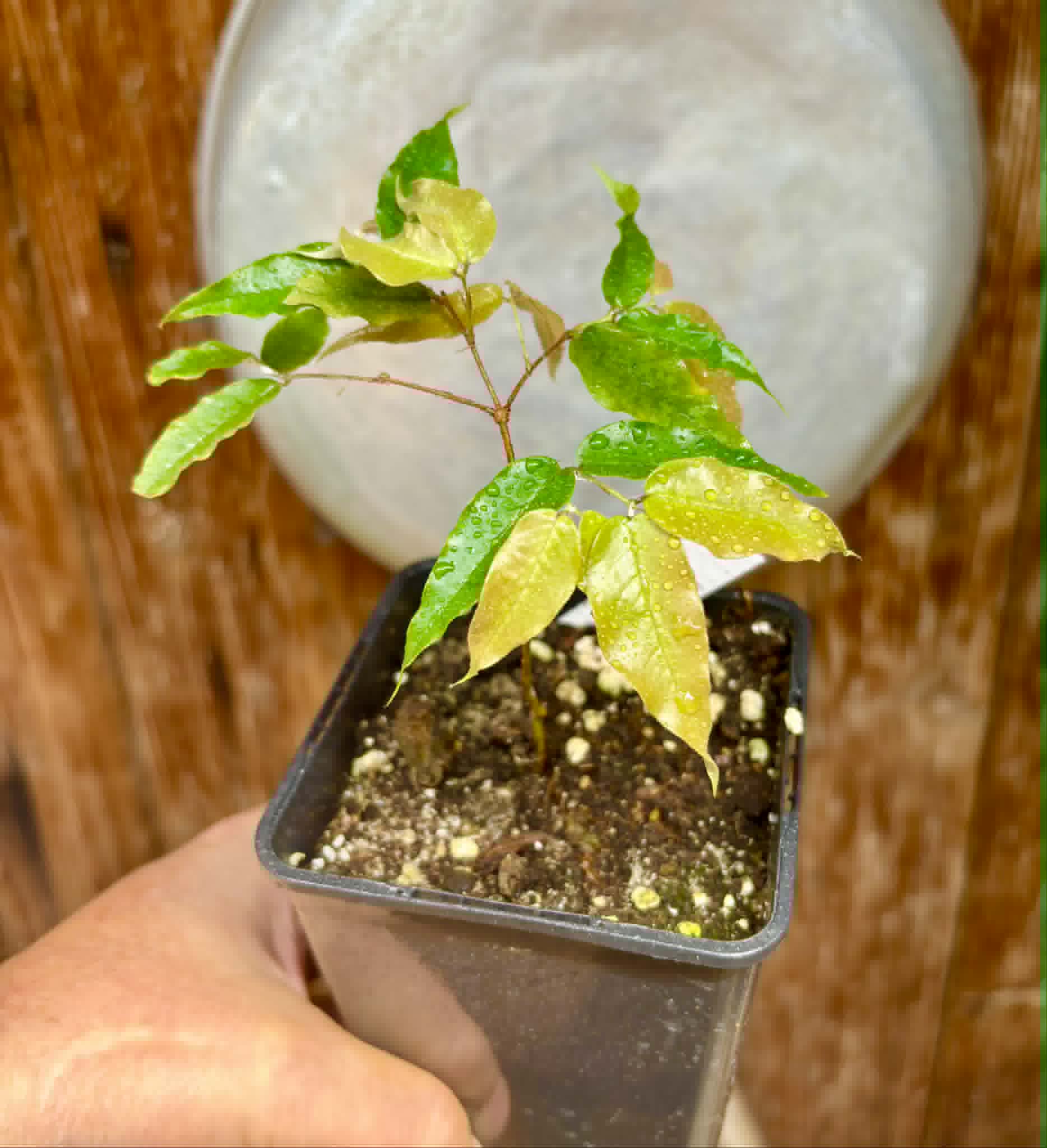 Plinia sp Dandara -  1 potted seedling / 1 getopfter Sämling