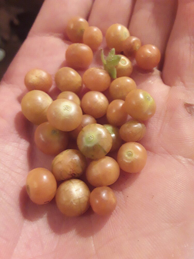 Jaltomata cajacayensis - 1 fresh seed / 1 frischer Samen