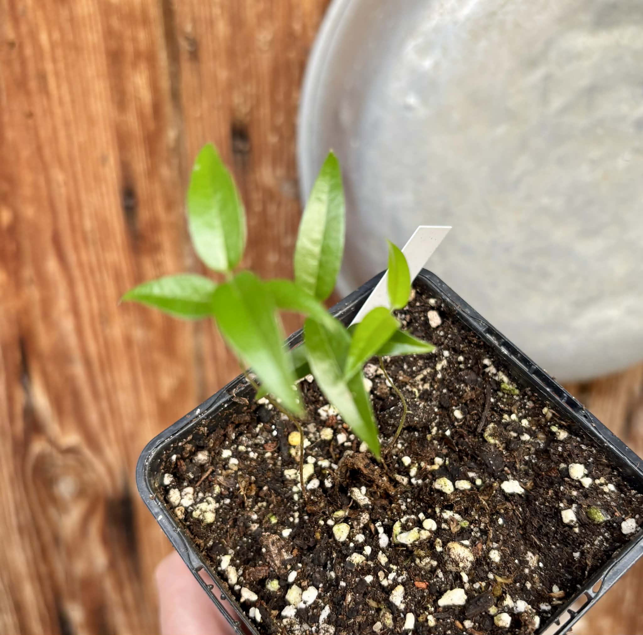 2 in 1 pot - Jabuticaba Peluda-de-Alagoas (Plinia sp Grimal) -  2 seedlings in one pot / 2 Sämlinge in einem Topf