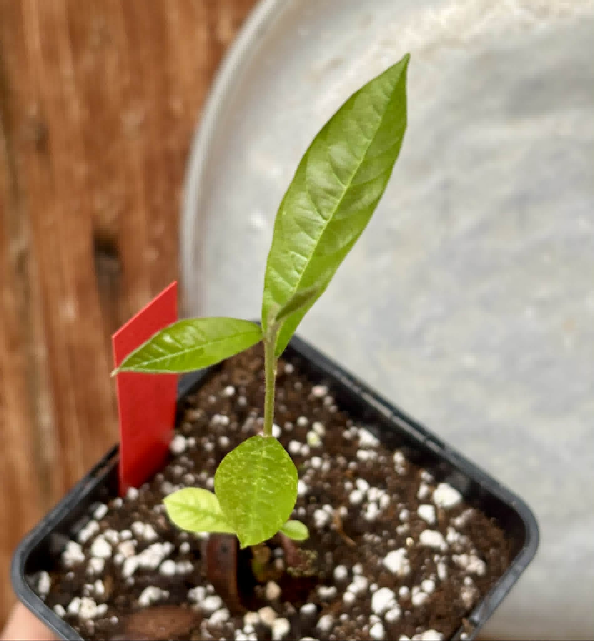 Pradosia sp Rondonia - 1 potted seedling / 1 getopfter Sämling