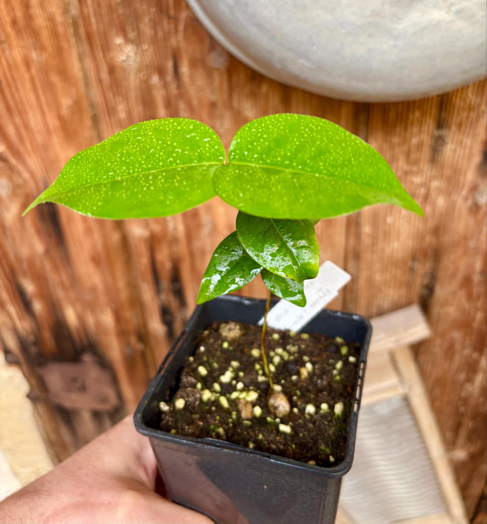 Eugenia uniflora var. Gigante Pitangao  - 1 small potted seedling / 1 kleiner, getopfter Sämling
