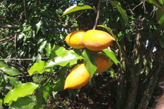 Tringuapa (Geissospermum laeve)  - 1 germinated seed / 1 gekeimter Samen