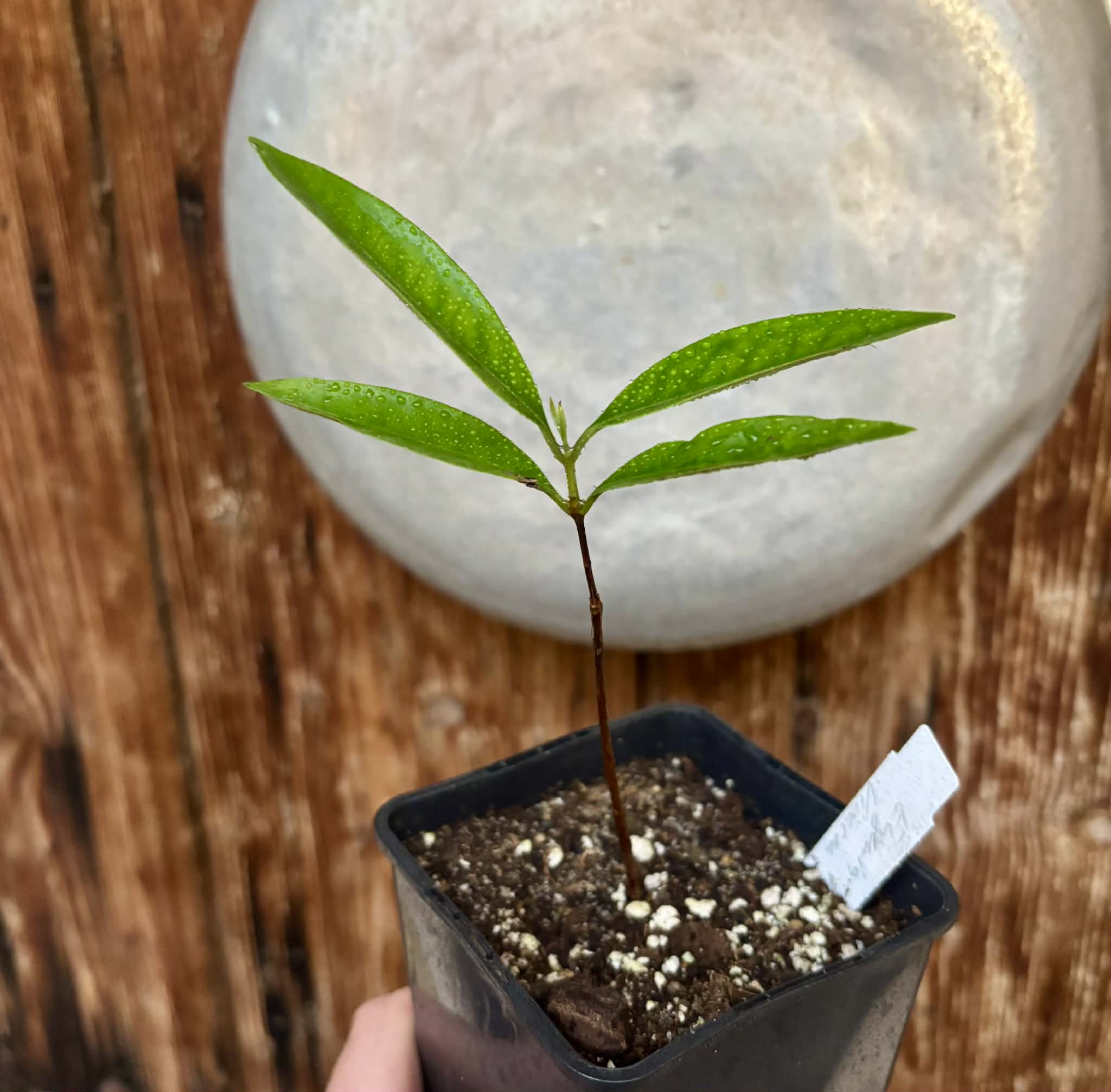 Eugenia sp Vinacea -  1 potted seedling / 1 getopfter Sämling